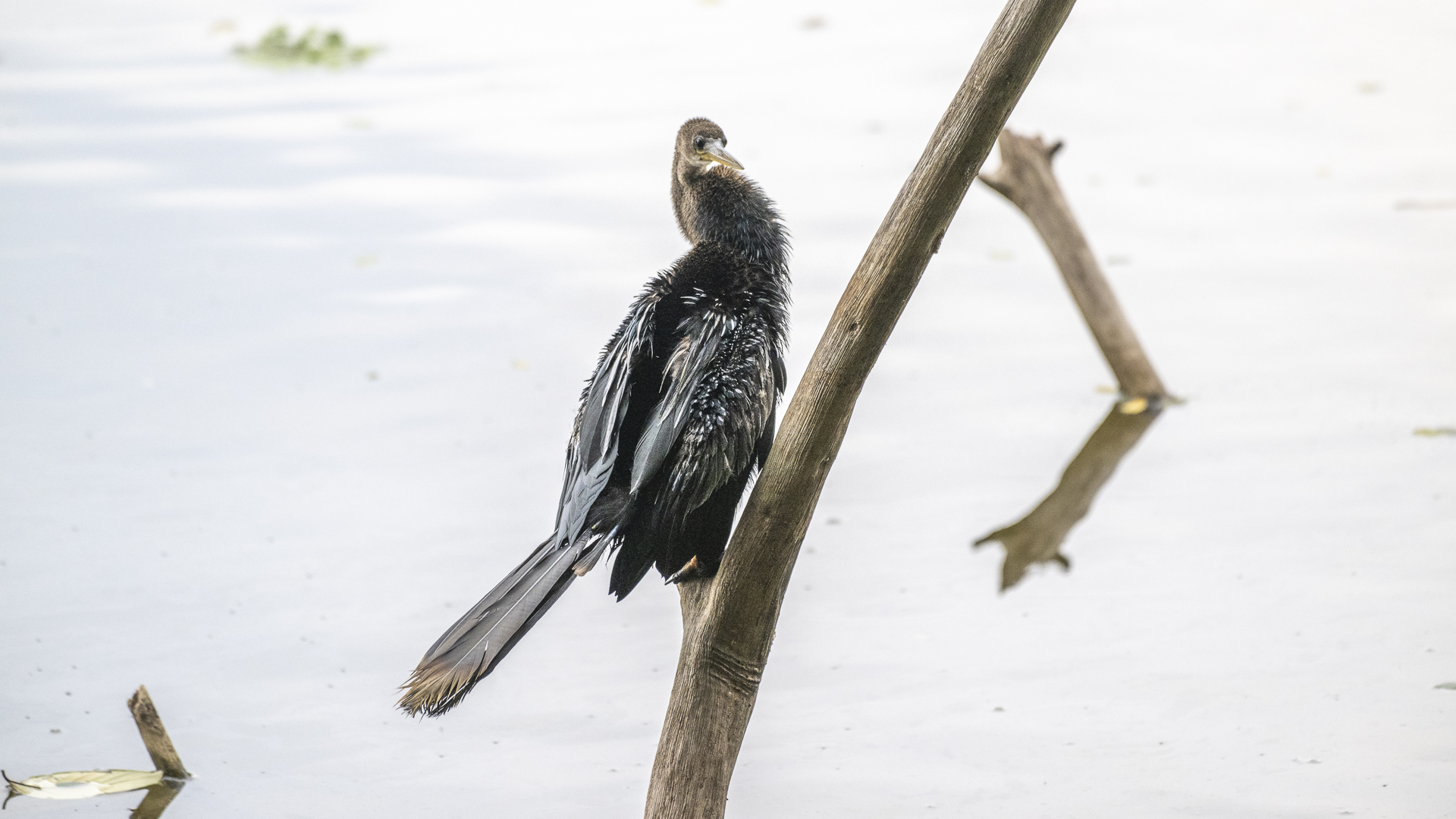 Amerika-Schlangenhalsvogel, Anhinga, Anhinga anhinga