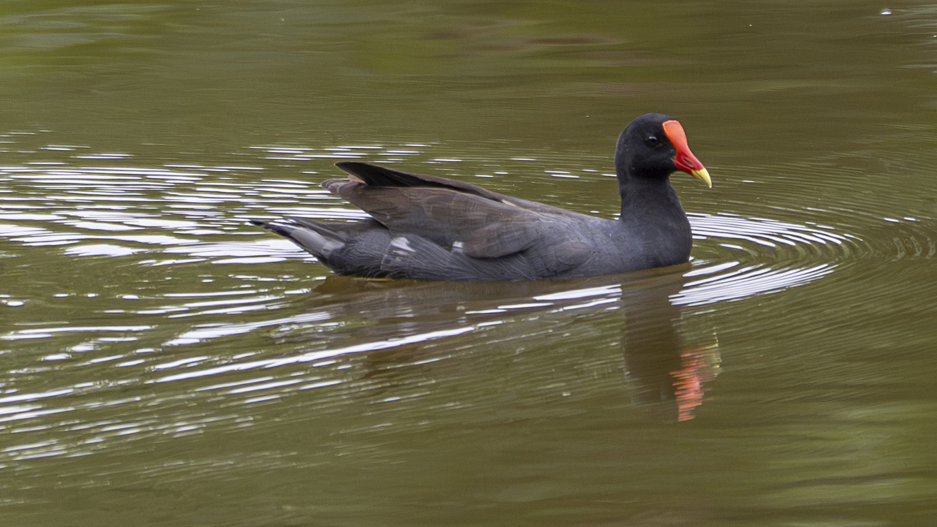 Amerikateichhuhn, Common Gallinule, Gallinula galeata