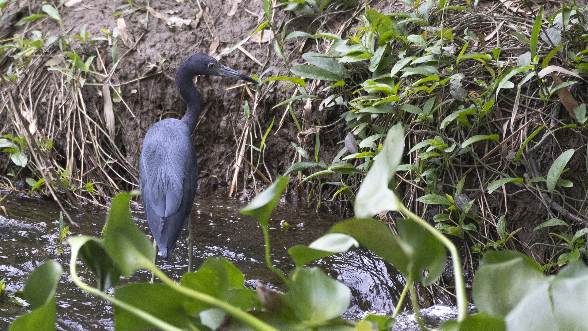Blaureiher, Little Blue Heron, Egretta caerulea