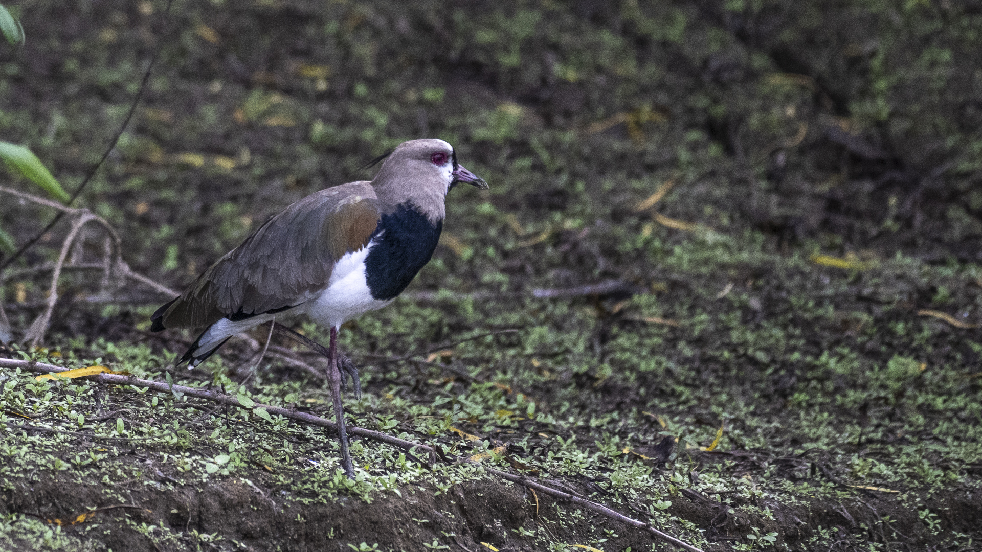 Bronzekiebitz, Southern Lapwing, Vanellus chilensis