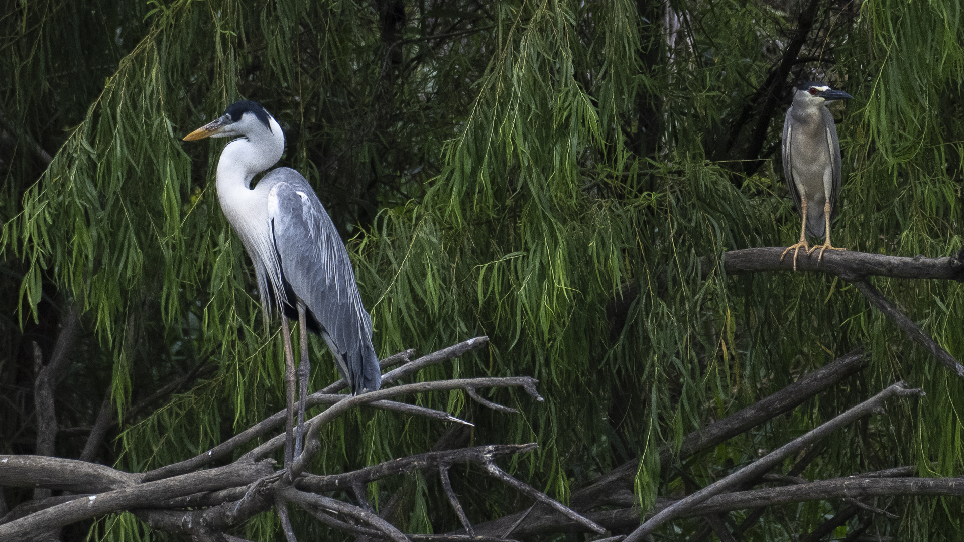 Cocoireiher, Cocoi Heron, Ardea cocoi - Nachtreiher, Black-crowned Night-heron, Nycticorax nycticorax