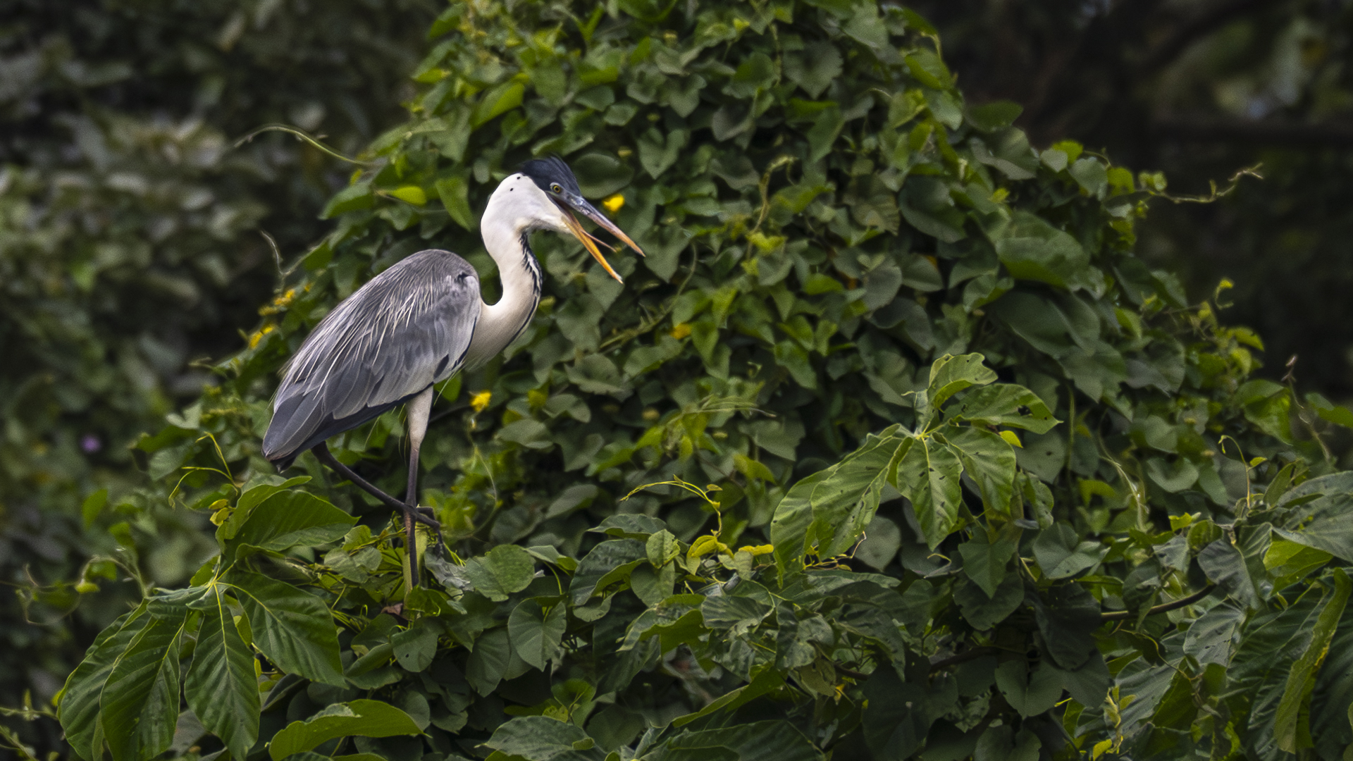 Cocoireiher, Cocoi Heron, Ardea cocoi