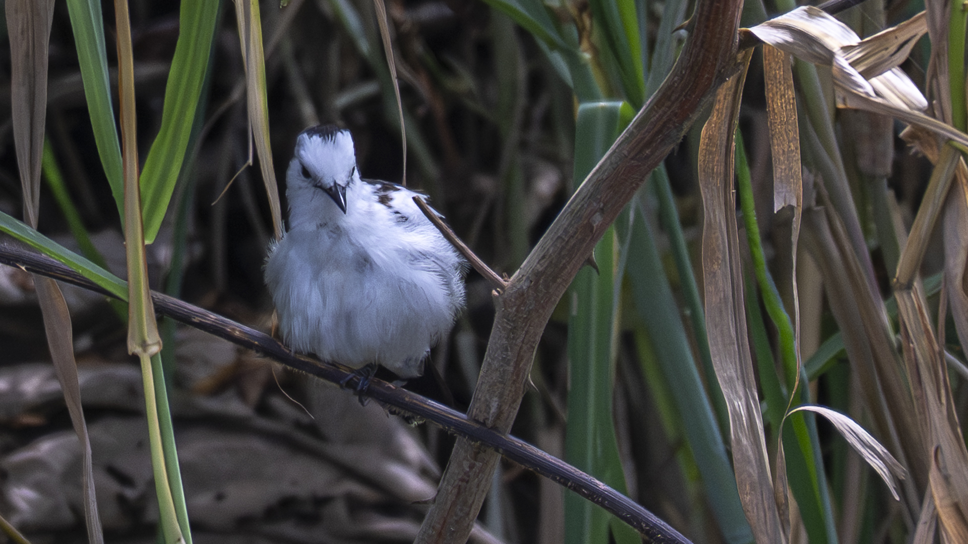 Elsterwassertyrann, Pied water-tyrant, Fluvicola pica