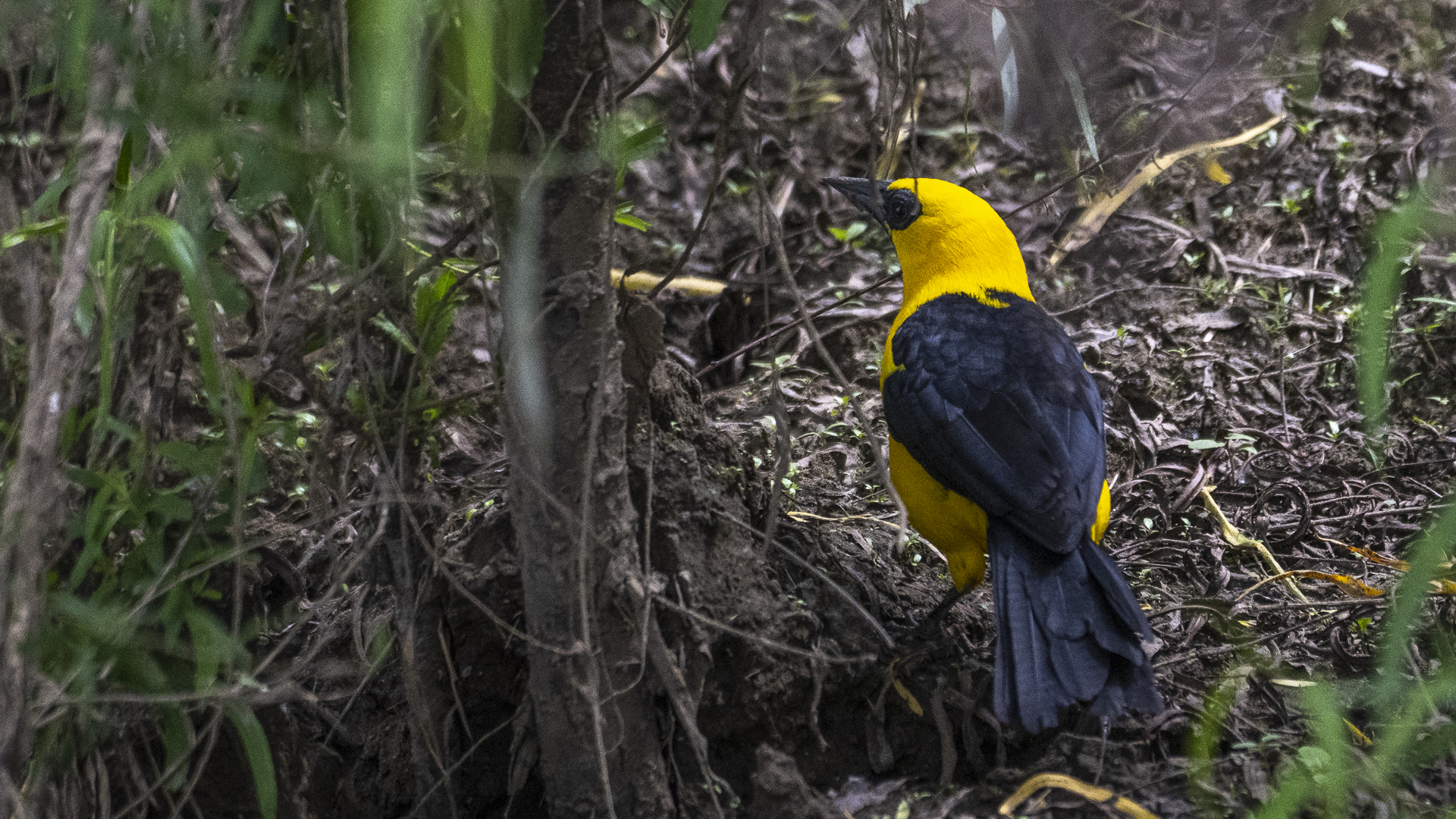 Gelbbauchstärling, Oriole Blackbird, Gymnomystax mexicanus
