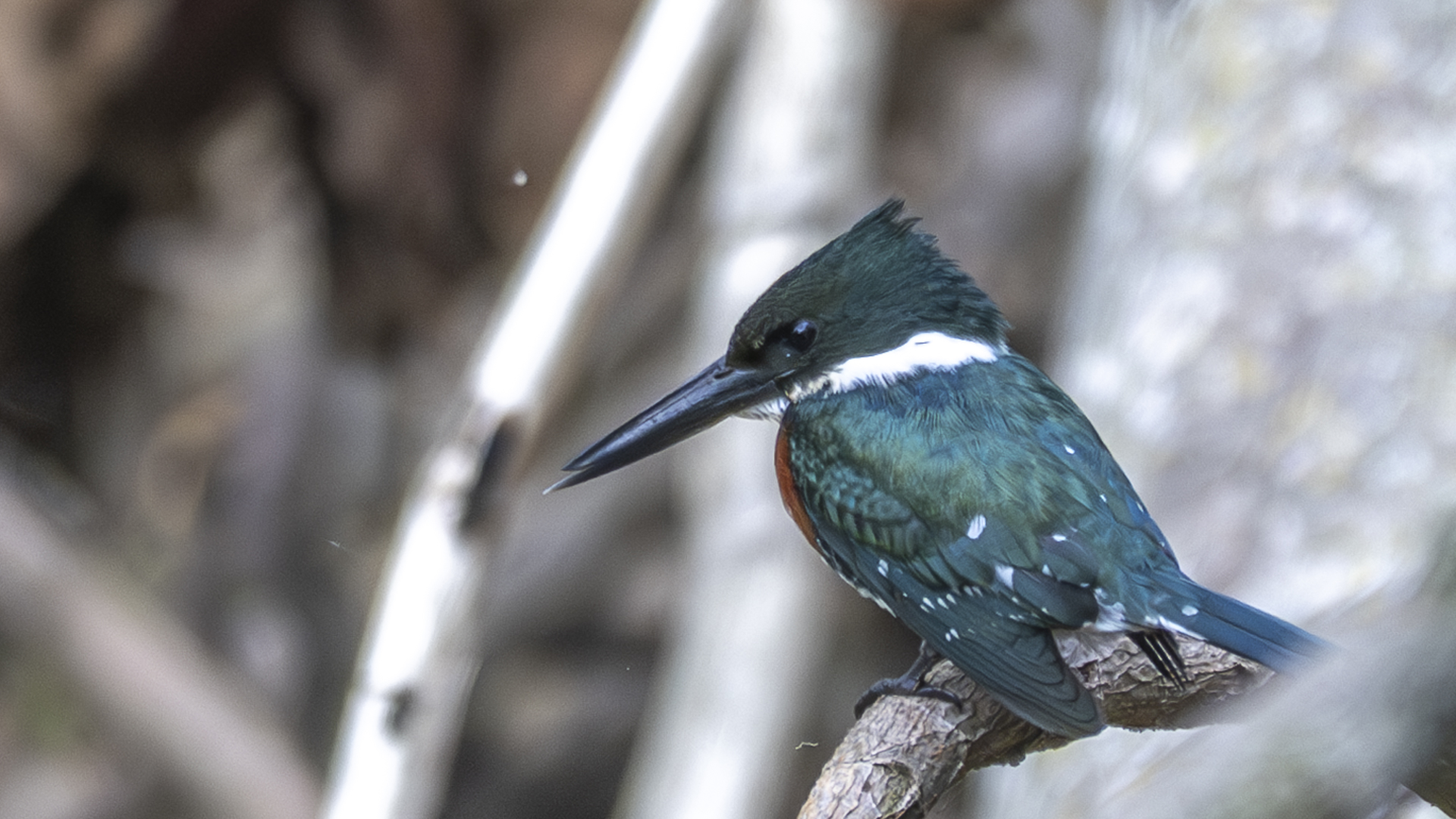 Grünfischer, Green Kingfisher, Chloroceryle americana -