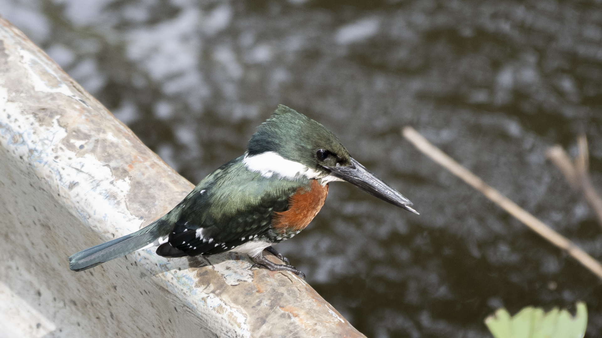 Grünfischer, Green Kingfisher, Chloroceryle americana