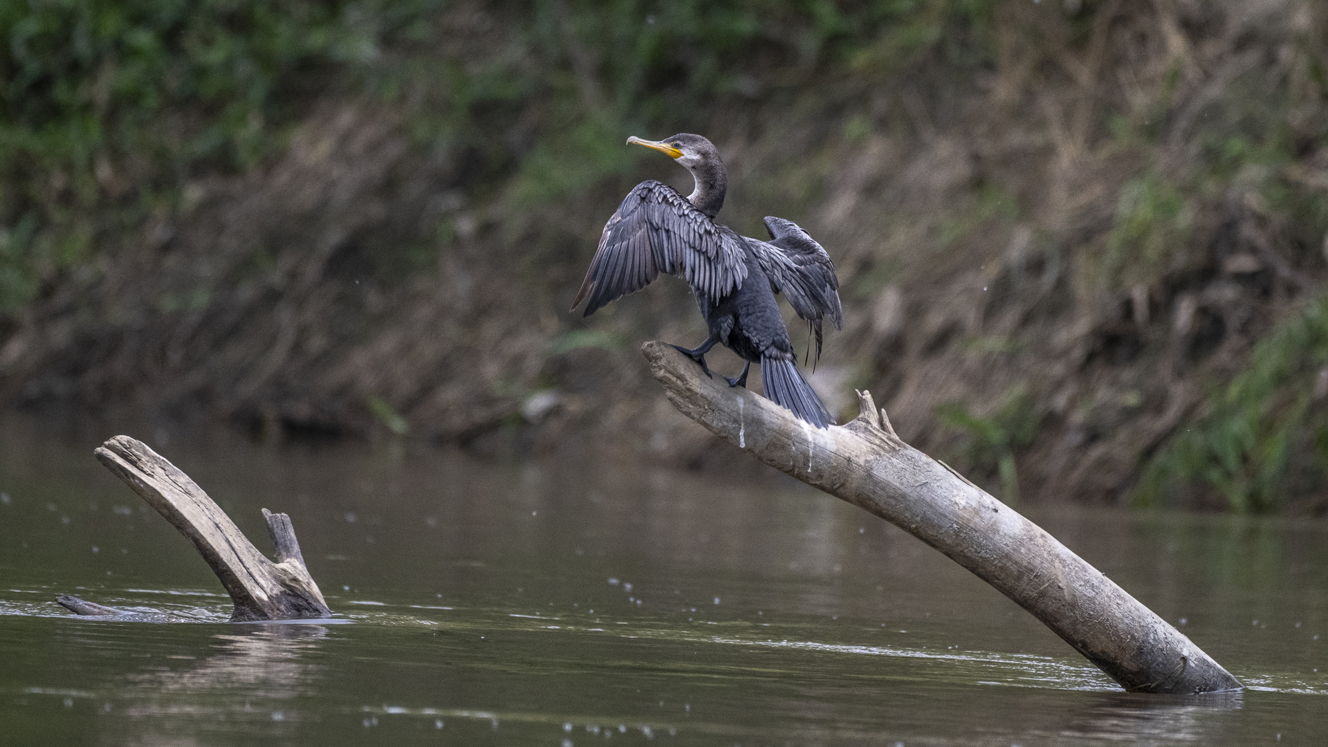 Humboldtscharbe, Neotropic Cormorant, Nannopterum brasilianum -