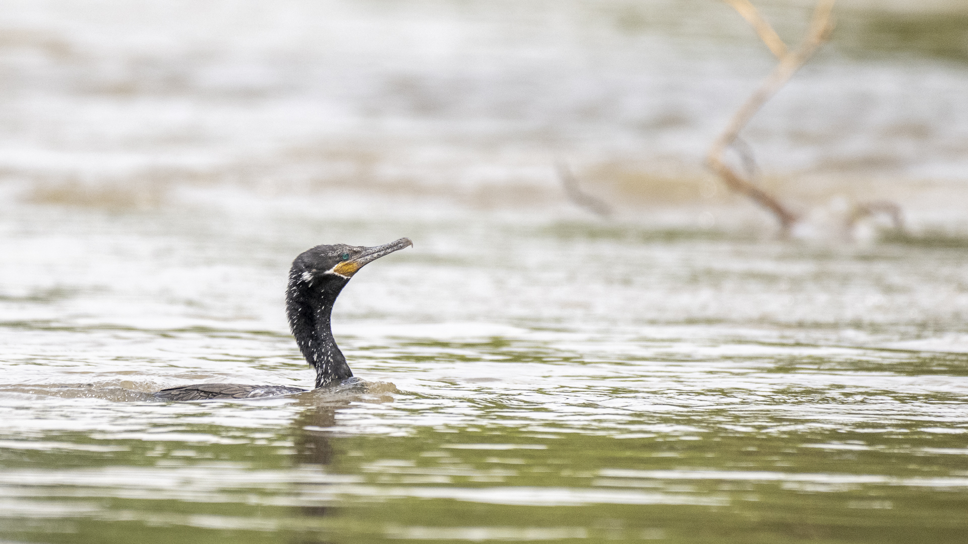 Humboldtscharbe, Neotropic Cormorant, Nannopterum brasilianum
