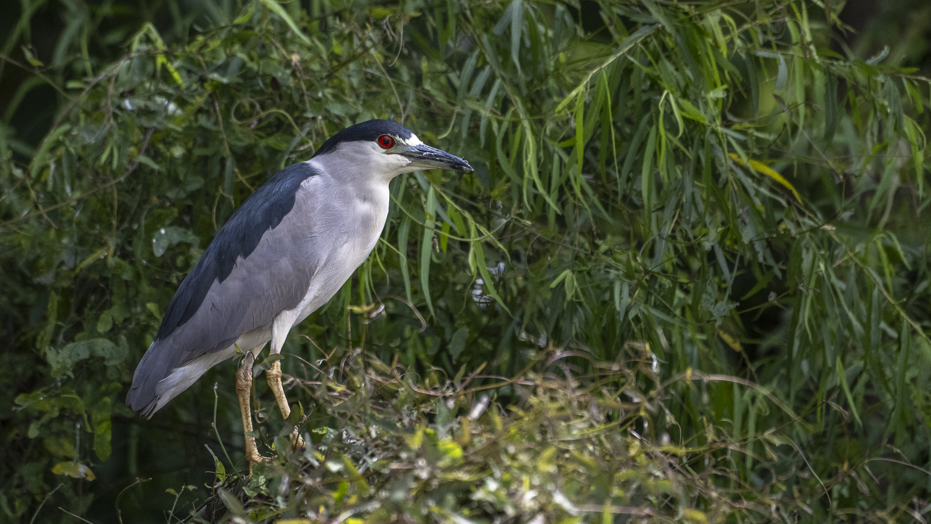 Nachtreiher, Black-crowned Night-heron, Nycticorax nycticorax hoactli