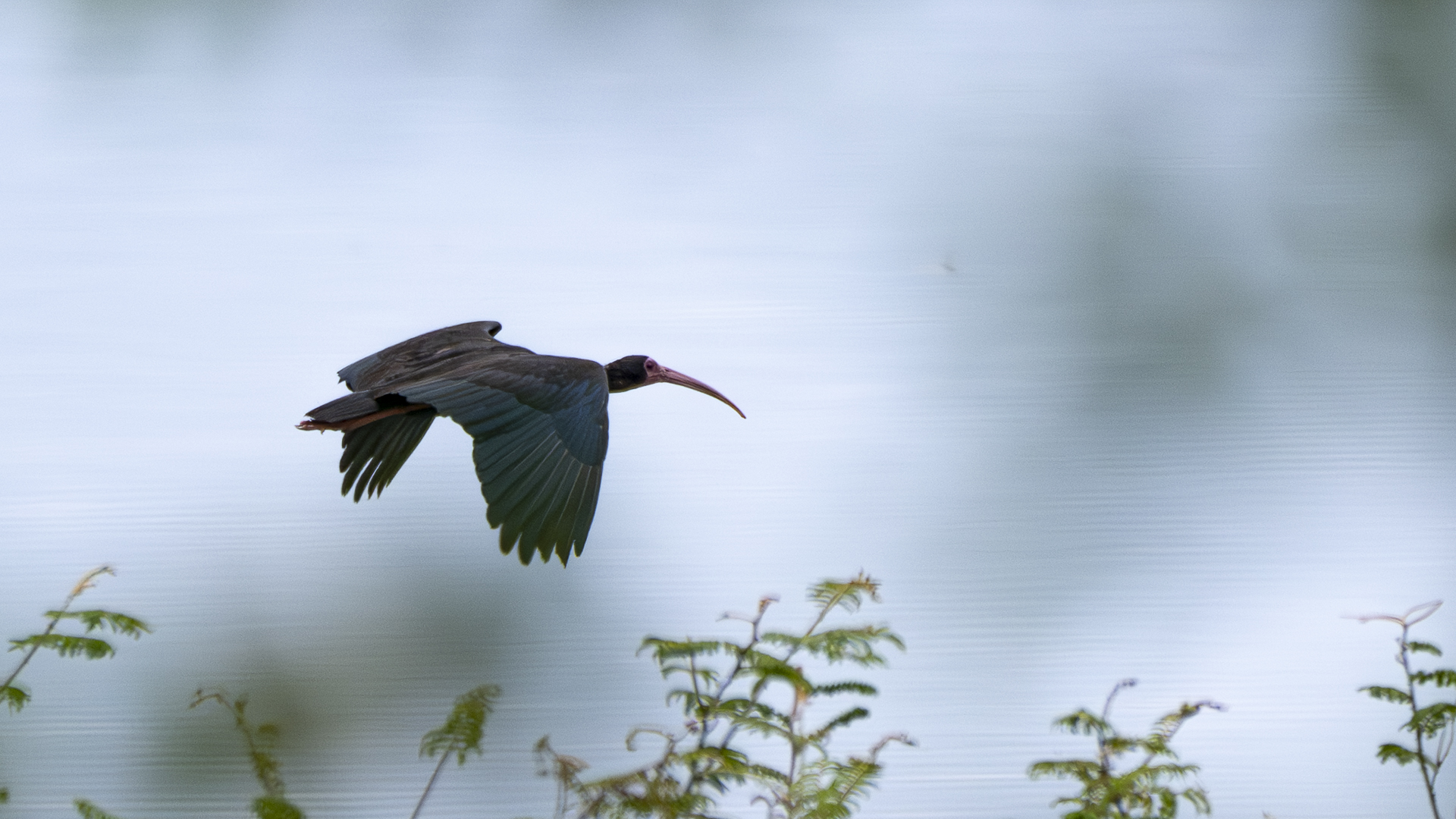 Nacktzügelibis, Bare-faced Ibis, Phimosus infuscatus -