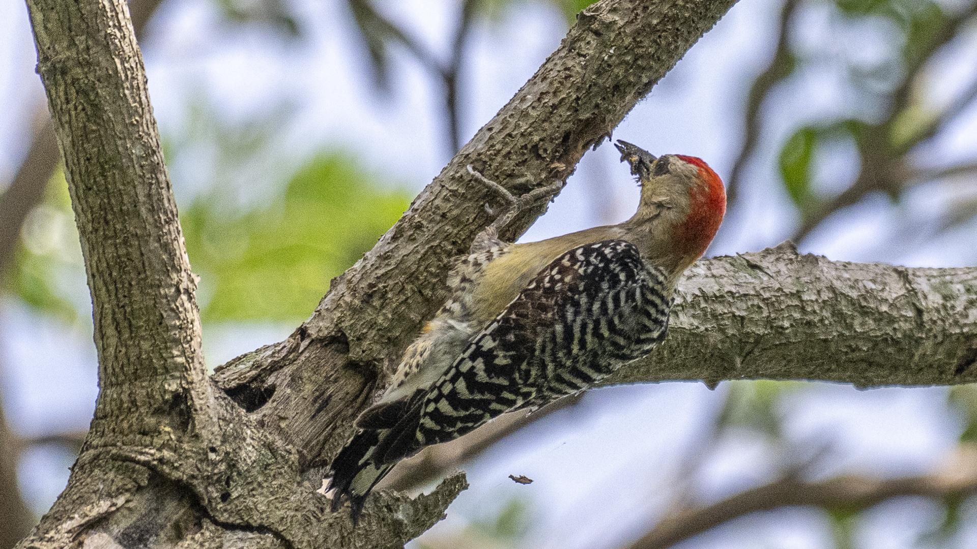 Rotkappenspecht, Red-crowned Woodpecker, Melanerpes rubricapillus