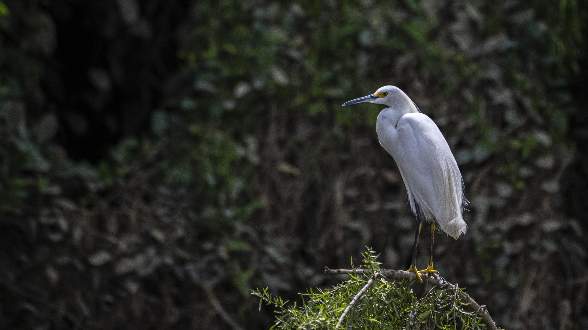 Schmuckreiher, Snowy Egret, Egretta thula -