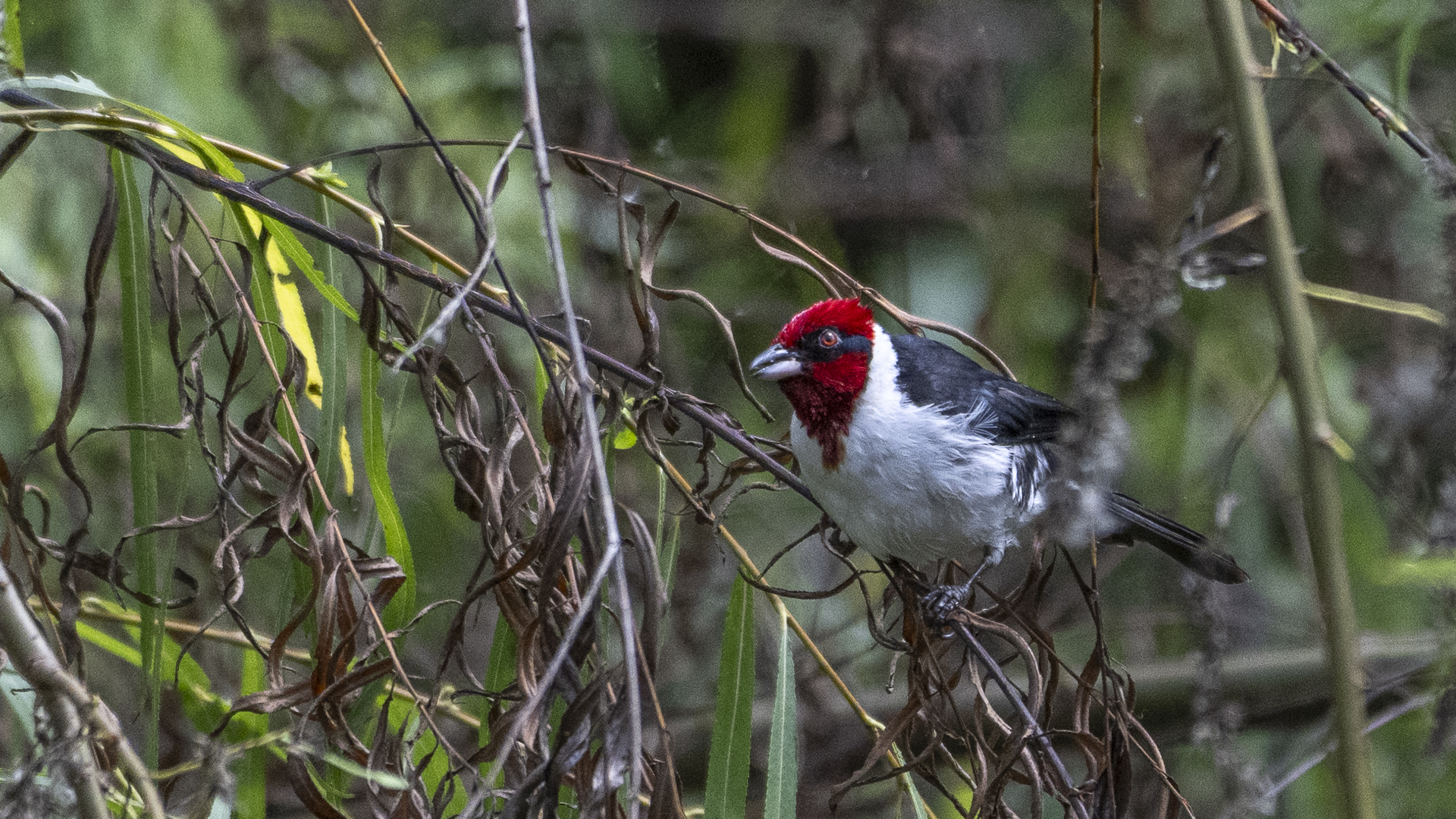 Schwarzohrtangare, Masked Cardinal, Paroaria nigrogenis