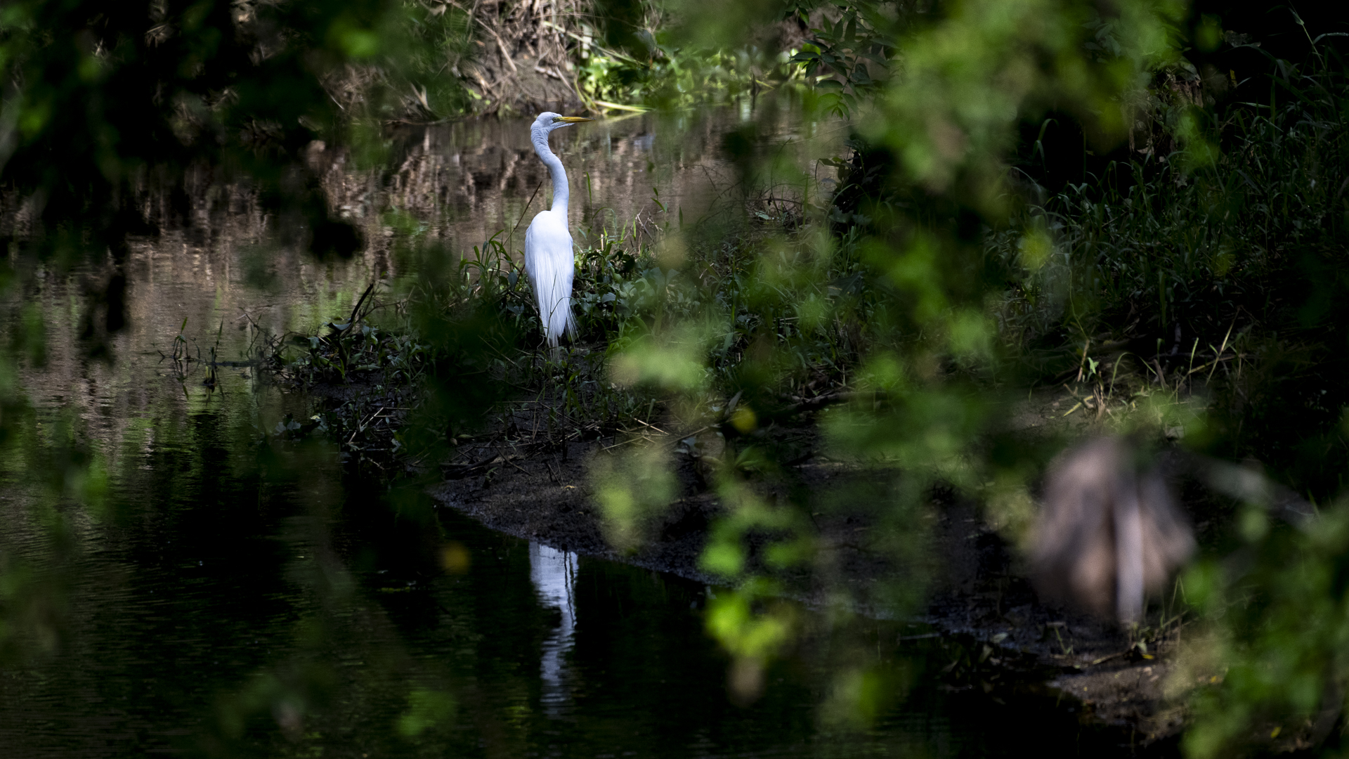 Silberreiher, Great White Egret, Ardea alba -