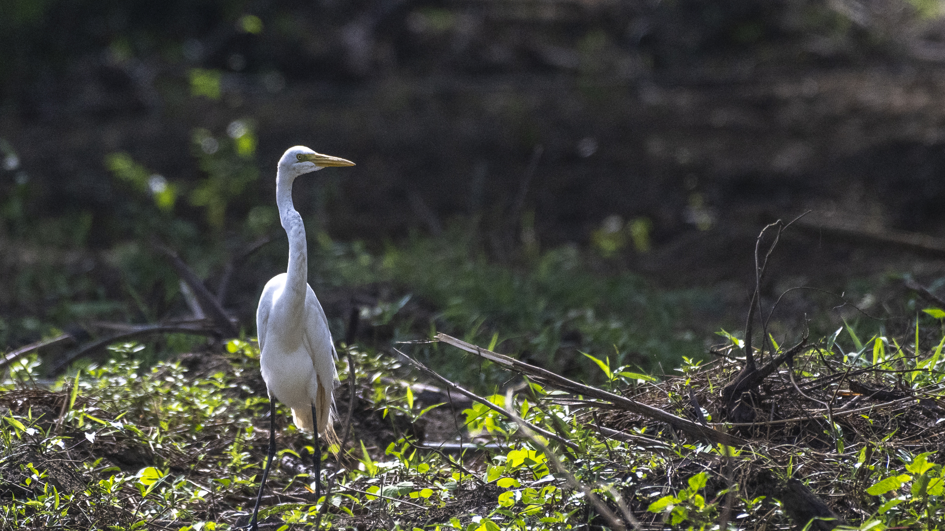 Silberreiher, Great White Egret, Ardea alba