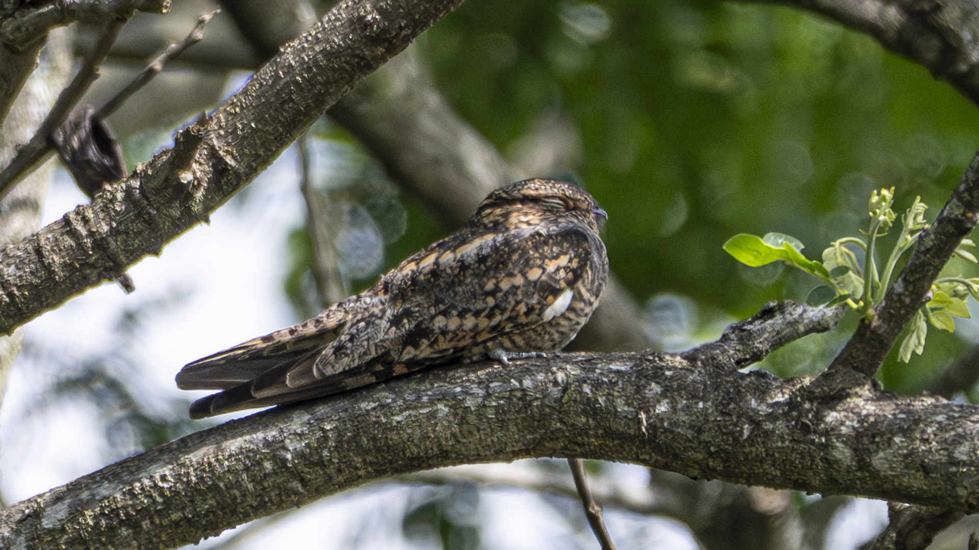 Texasnachtschwalbe, Lesser Nighthawk, Chordeiles acutipennis