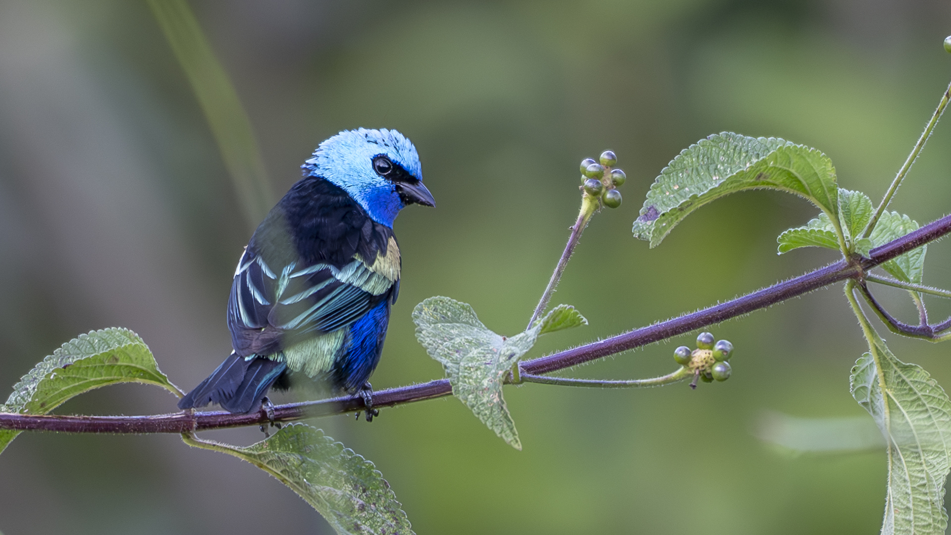 Azurkopftangare, Blue-necked Tanager, Stilpnia cyanicollis granadensis