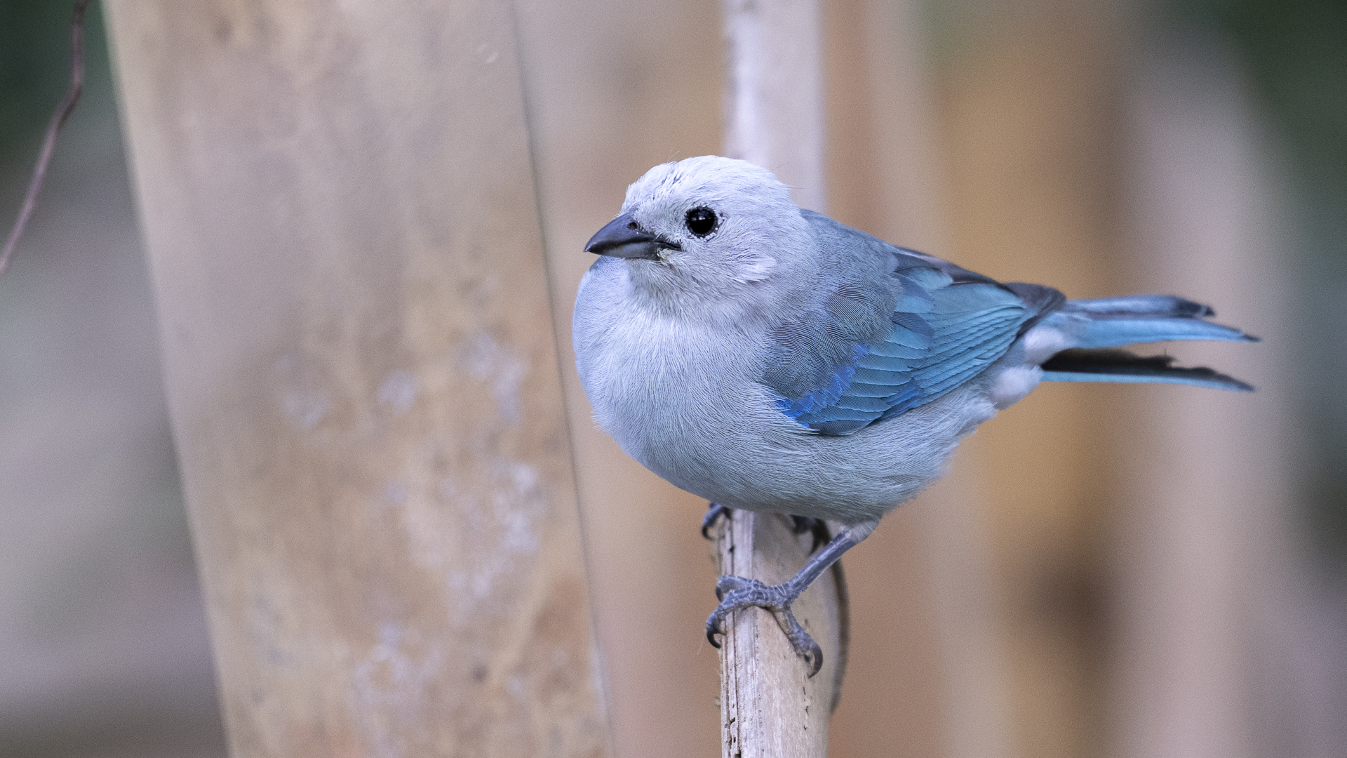 Bischofstangare, Blue-grey Tanager, Thraupis episcopus cana