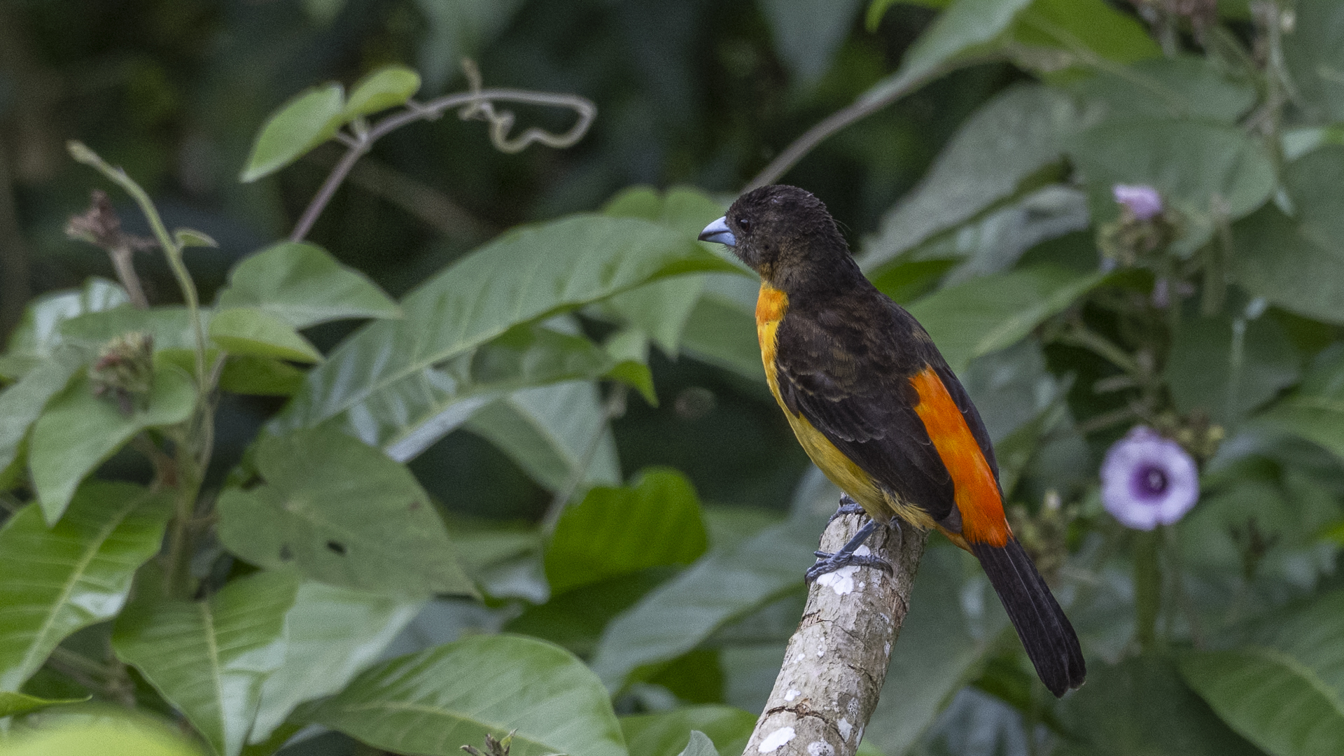 Feuerbürzeltangare, Flame-rumped Tanager, Ramphocelus flammigerus