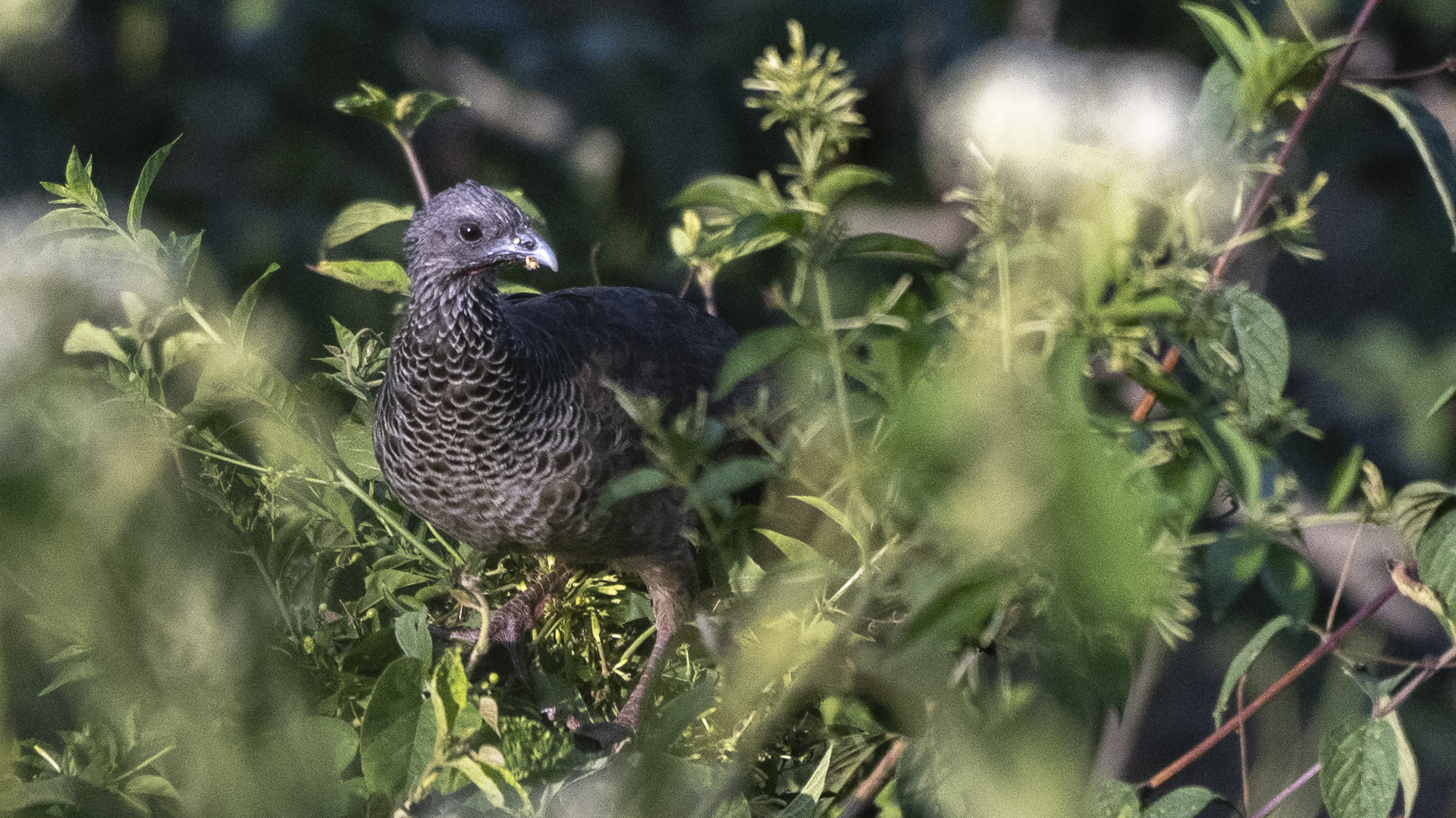 Kolumbienguan, Colombian Chachalaca, Ortalis columbiana