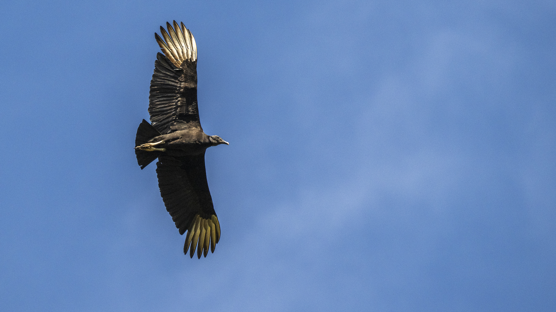 Rabengeier, American Black Vulture, Coragyps atratus