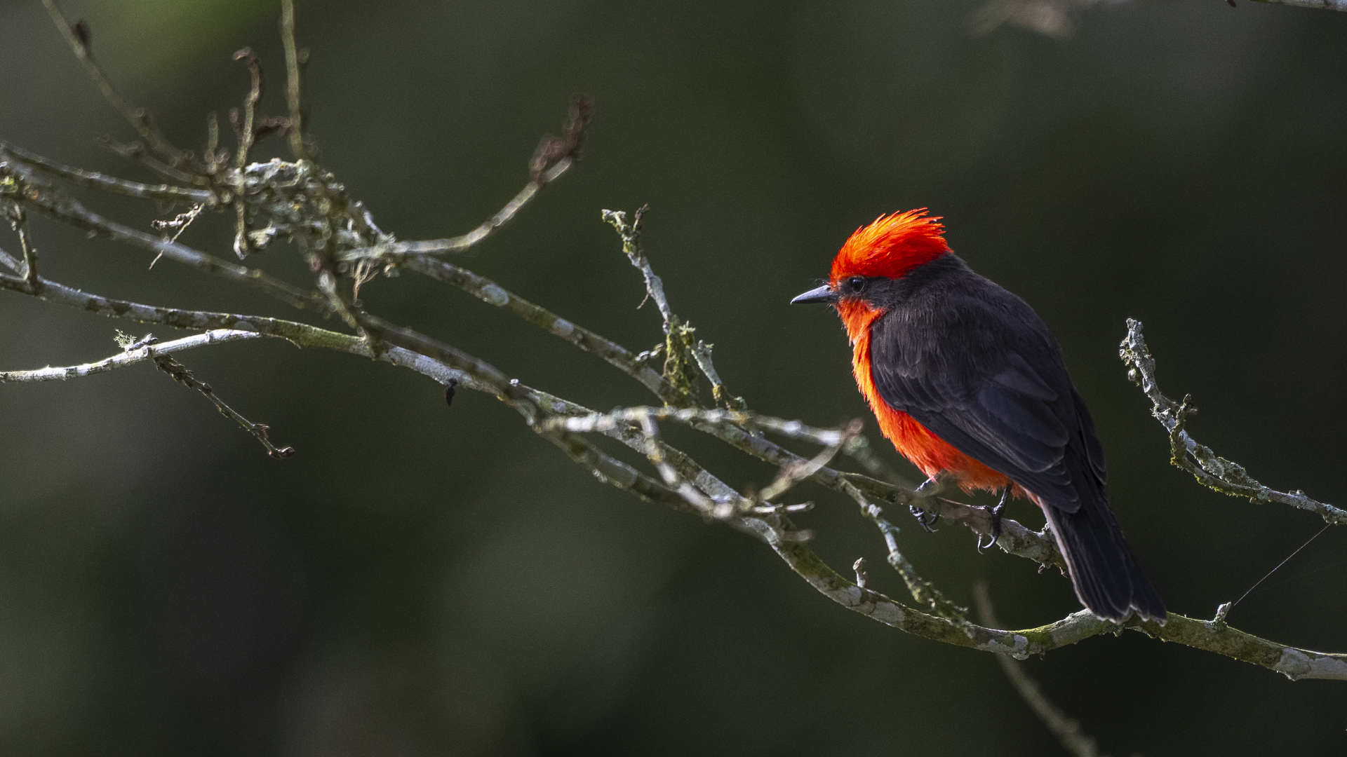 Rubintyrann, Vermilion Flycatcher, Pyrocephalus rubinus