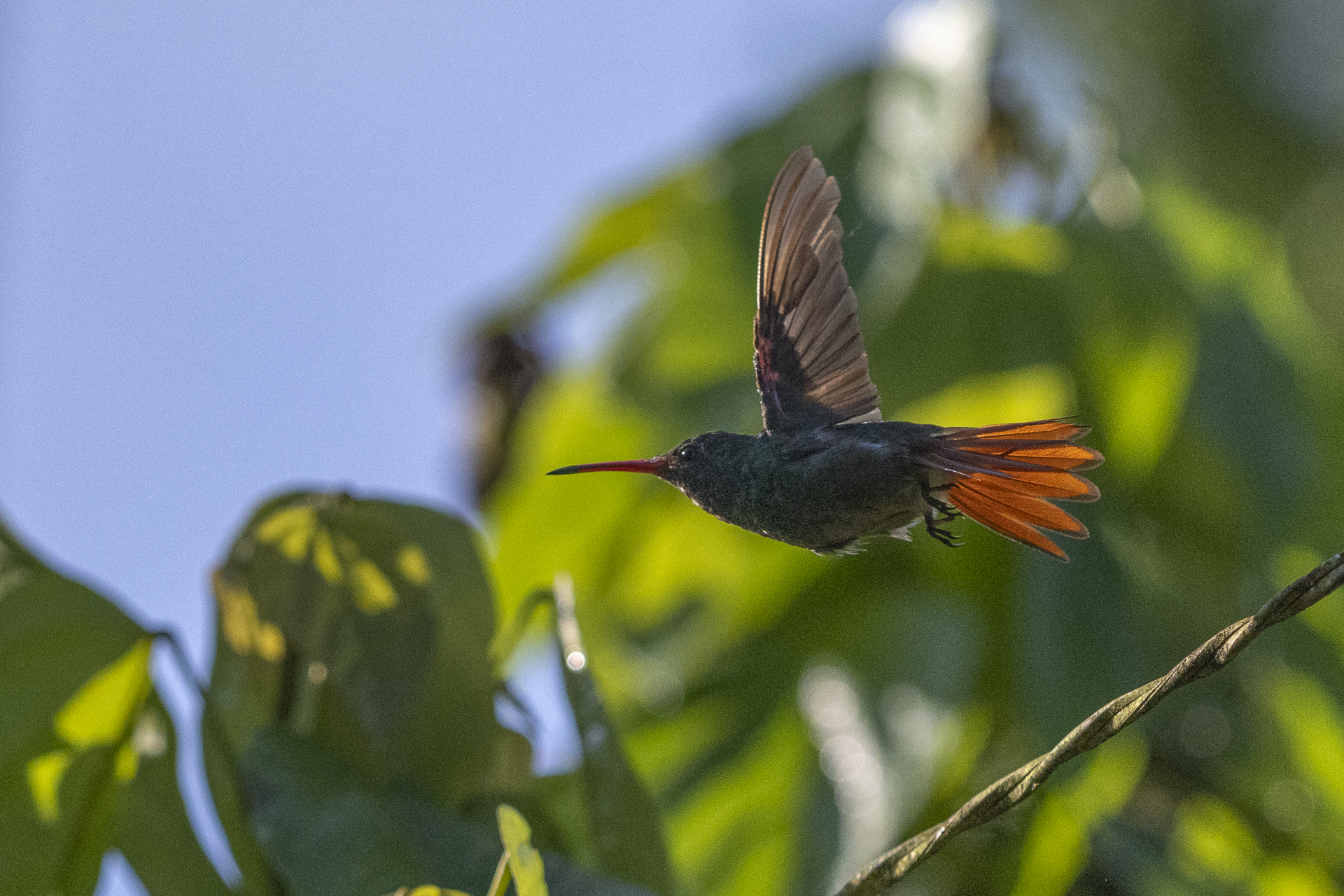 Braunschwanzamazilie, Rufous-tailed Hummingbird, Amazilia tzacatl jucunda-2