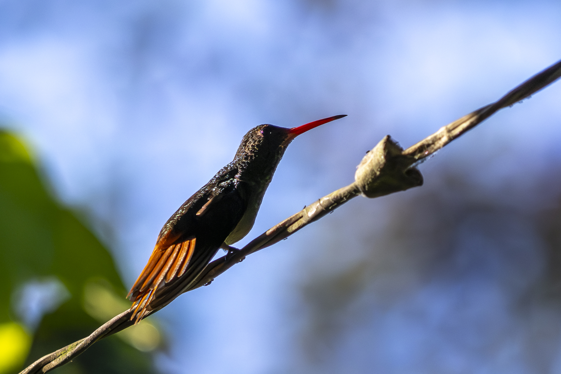 Braunschwanzamazilie, Rufous-tailed Hummingbird, Amazilia tzacatl jucunda-3