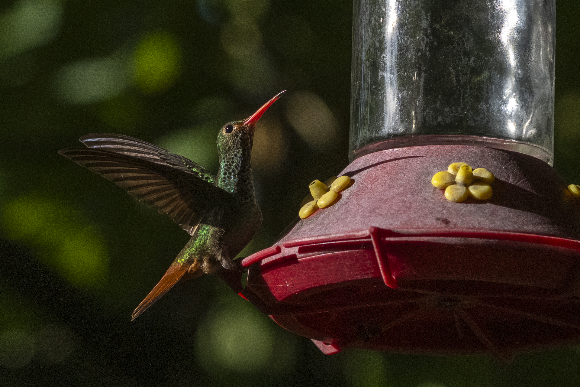 Braunschwanzamazilie, Rufous-tailed Hummingbird, Amazilia tzacatl jucunda-4