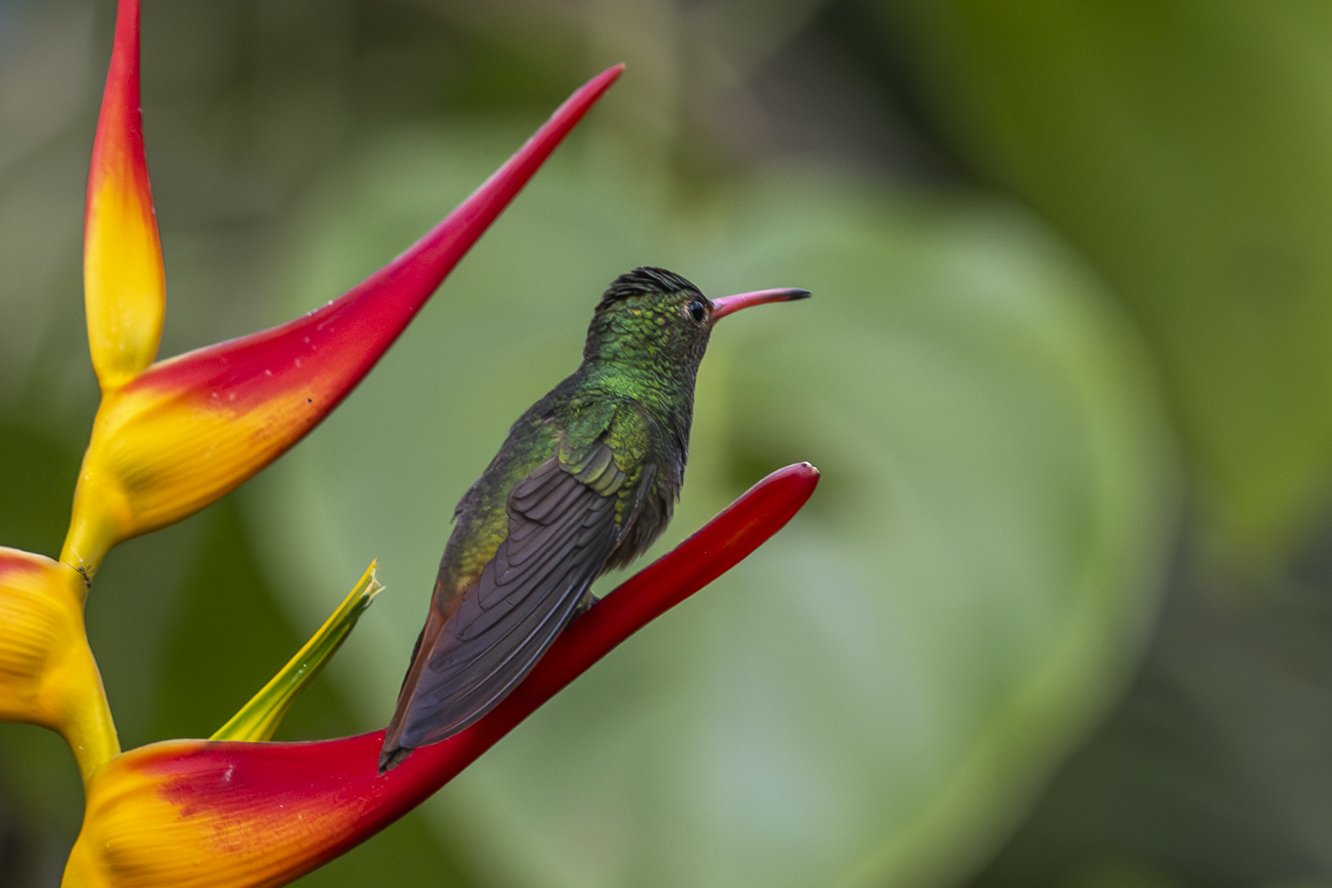 Braunschwanzamazilie, Rufous-tailed Hummingbird, Amazilia tzacatl jucunda-5