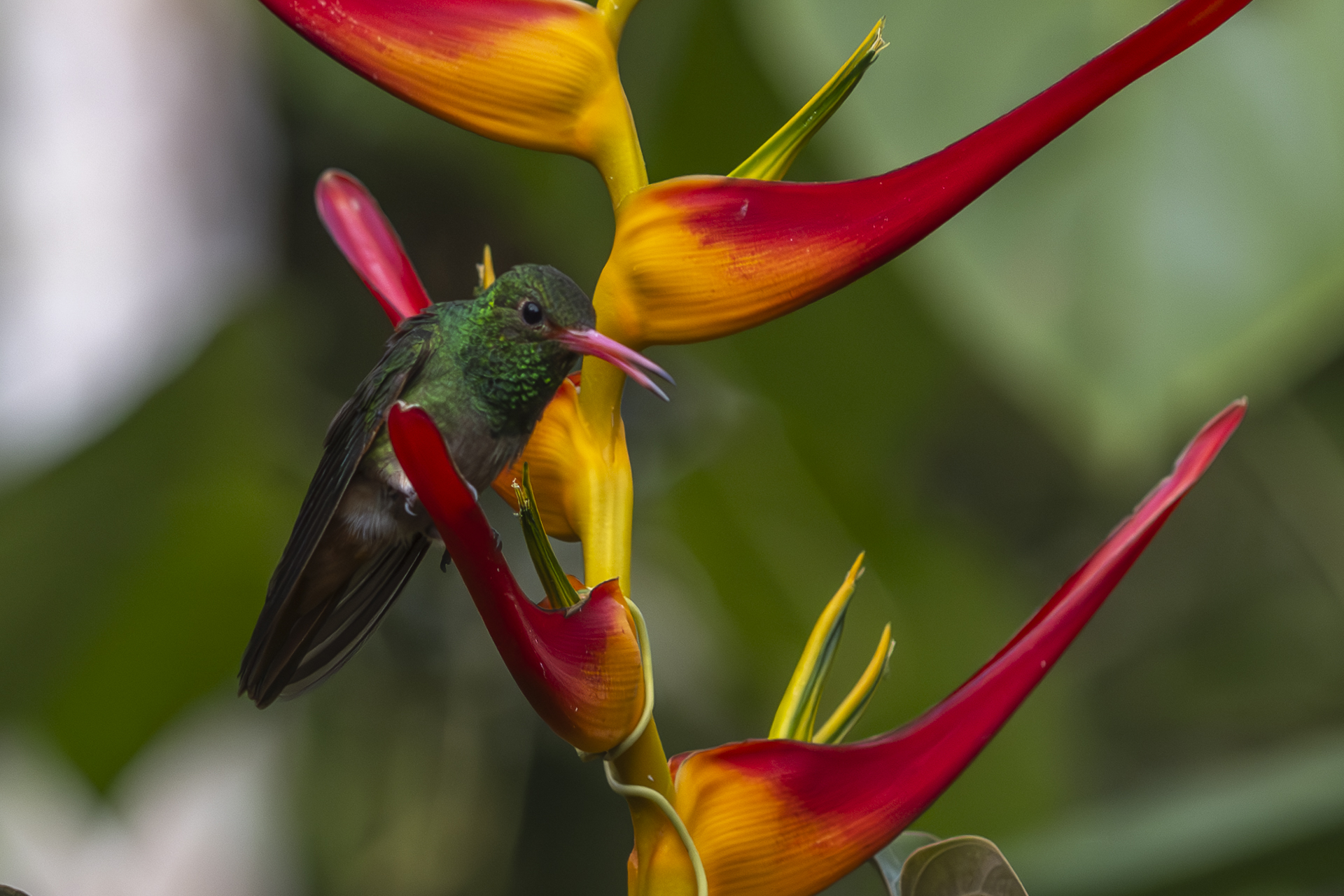 Braunschwanzamazilie, Rufous-tailed Hummingbird, Amazilia tzacatl jucunda-6