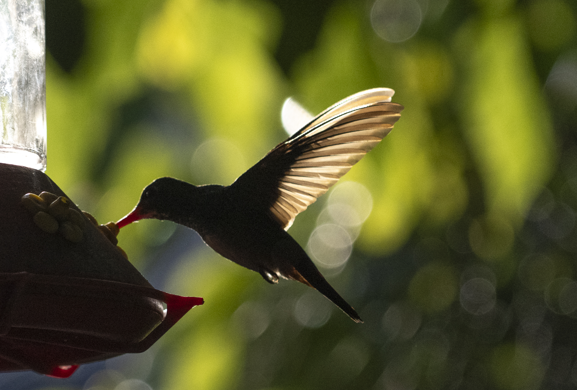 Braunschwanzamazilie, Rufous-tailed Hummingbird, Amazilia tzacatl jucunda
