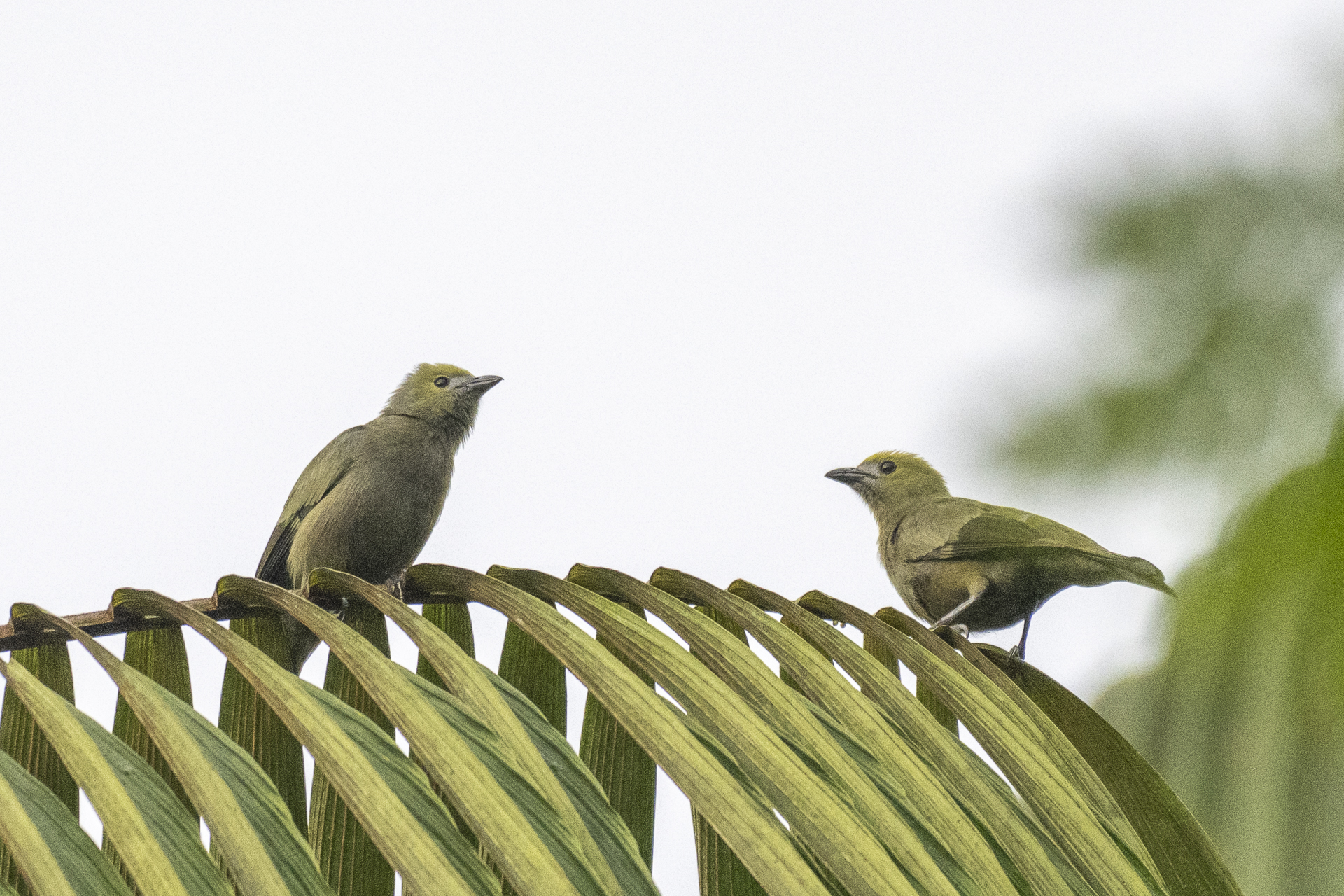 Palmentangare, Palm Tanager, Thraupis palmarum
