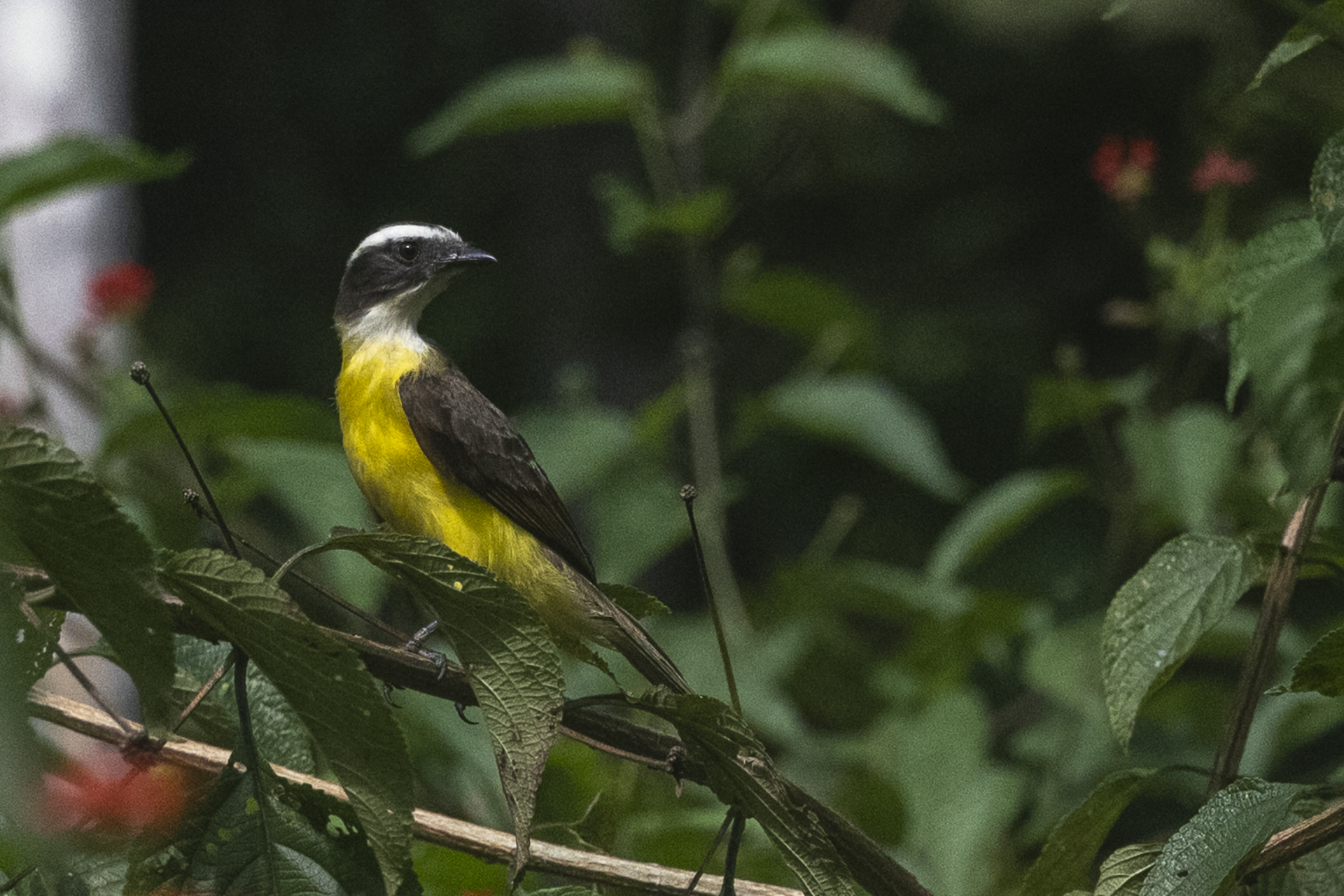Rostschwingen-Maskentyrann, Rusty-margined Flycatcher, Myiozetetes cayanensis hellmayri