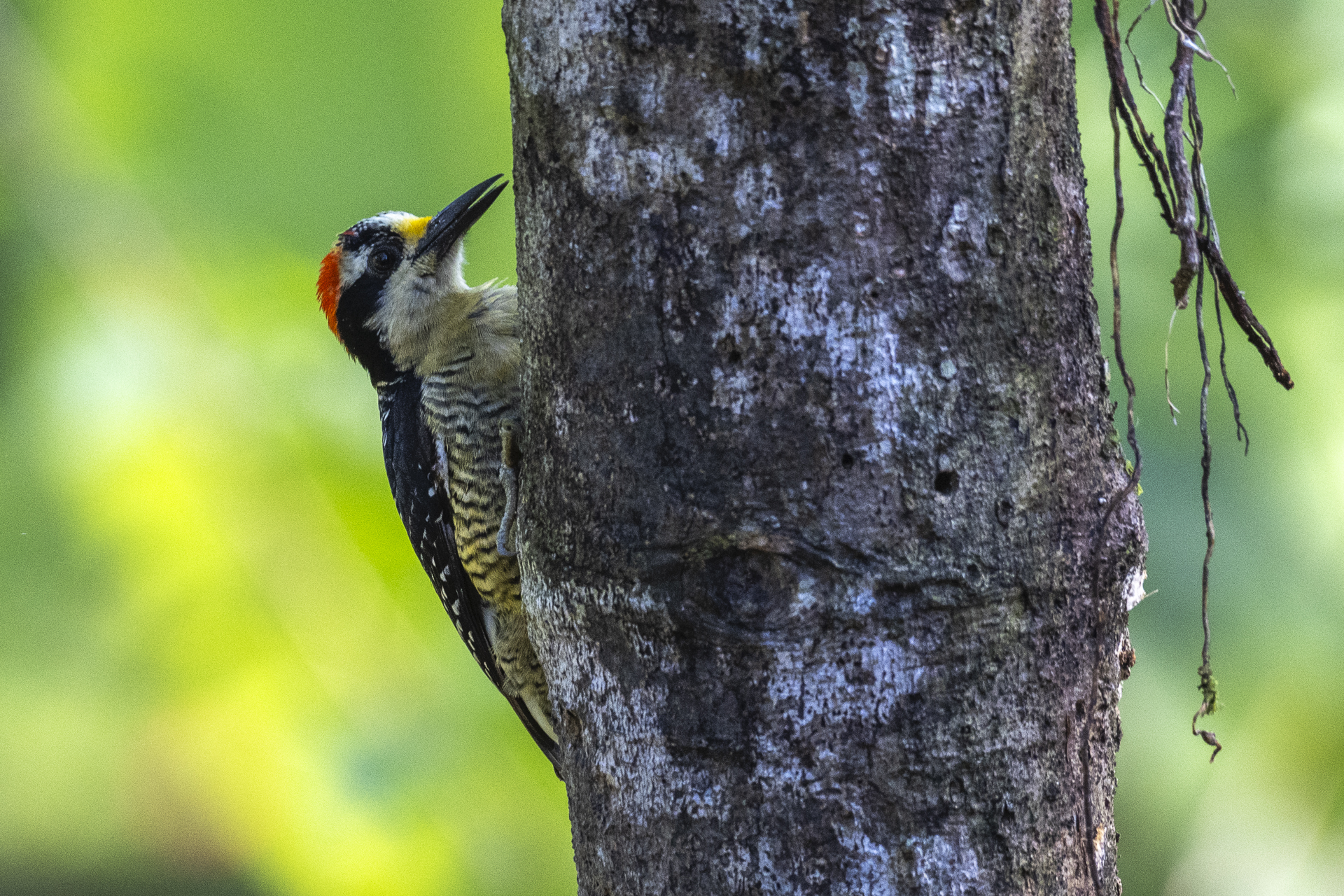 Schläfenfleckspecht, Black-cheeked Woodpecker, Melanerpes pucherani-2