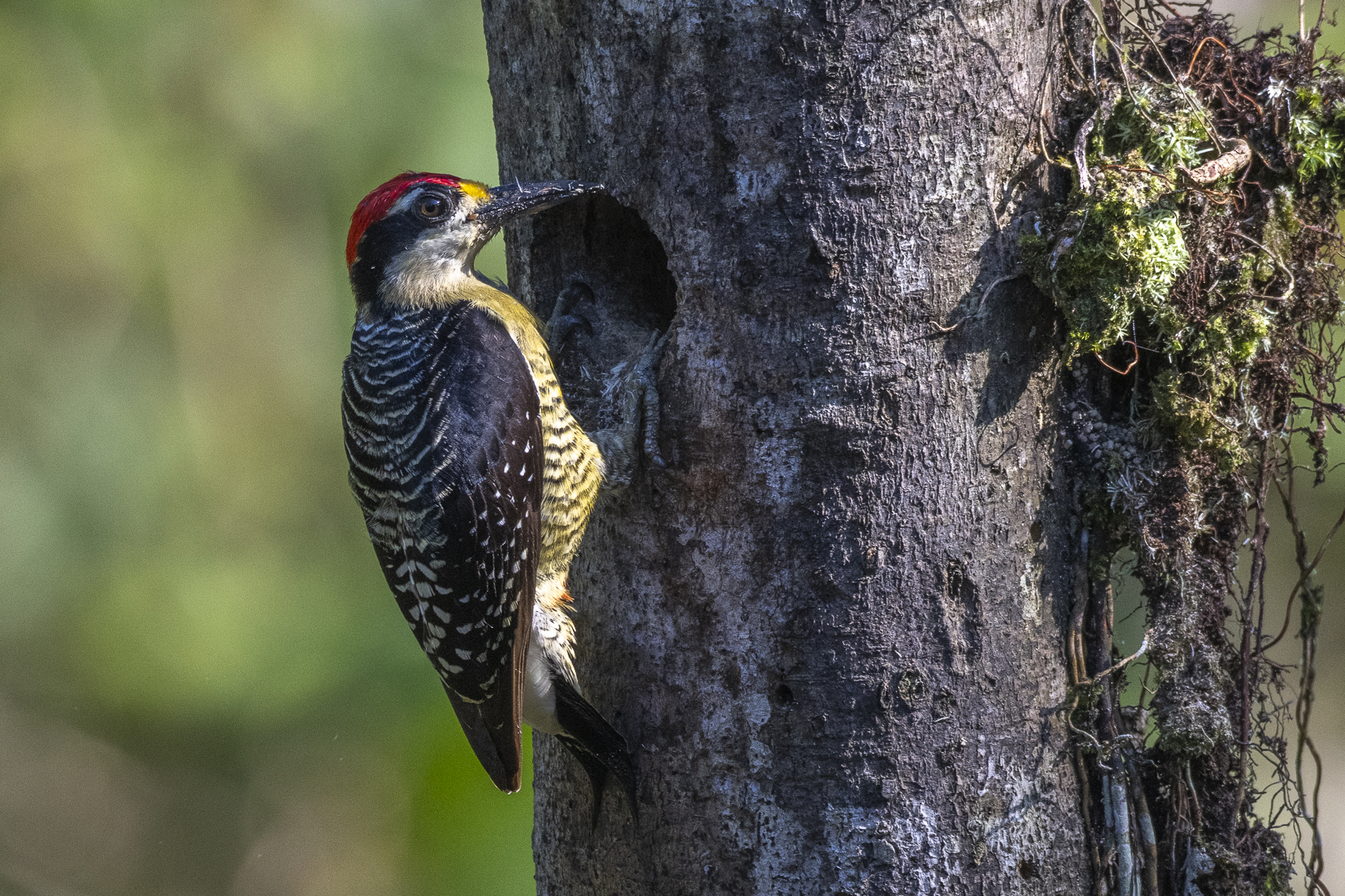 Schläfenfleckspecht, Black-cheeked Woodpecker, Melanerpes pucherani