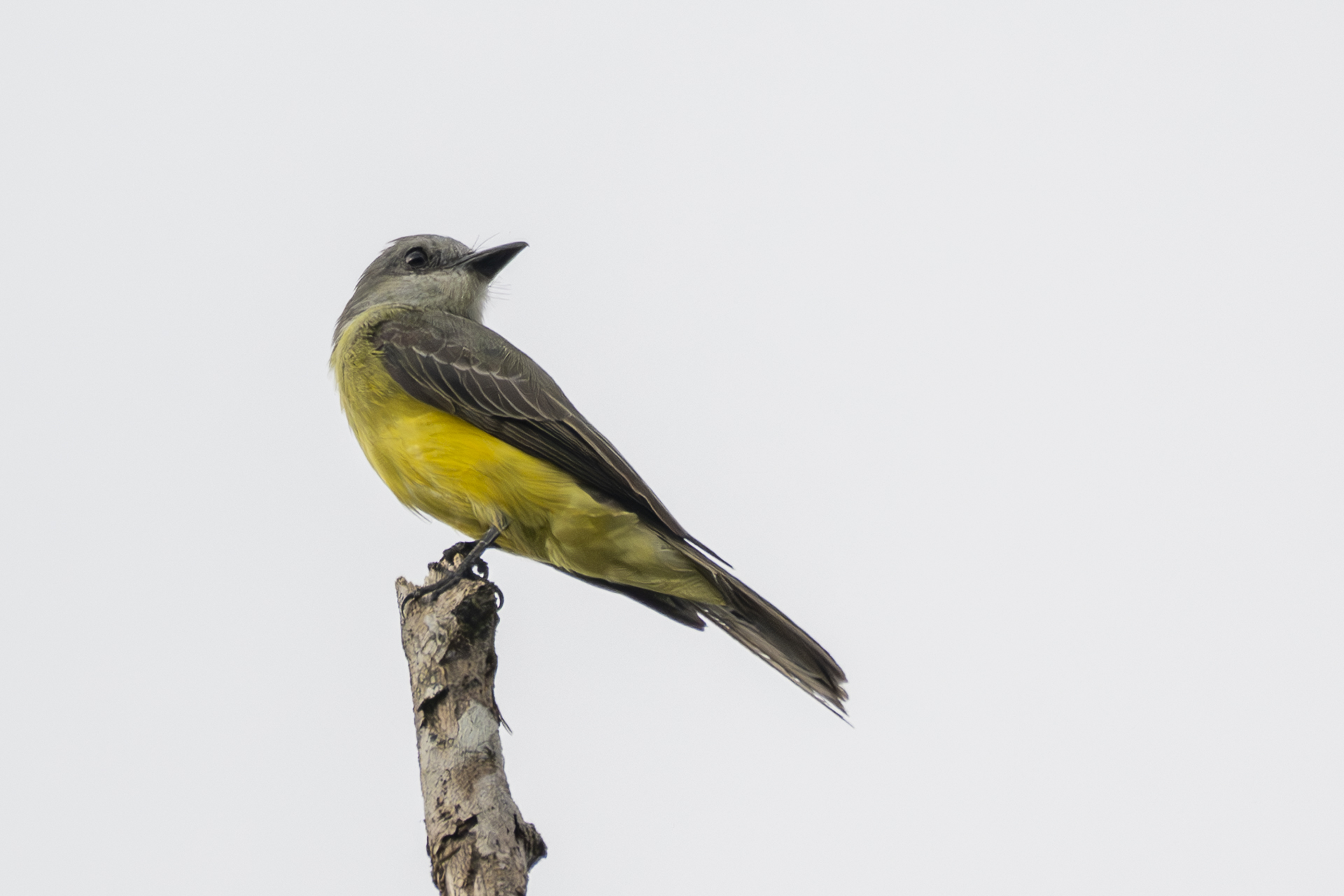 Trauerkönigstyrann, Tropical Kingbird, Tyrannus melancholicus