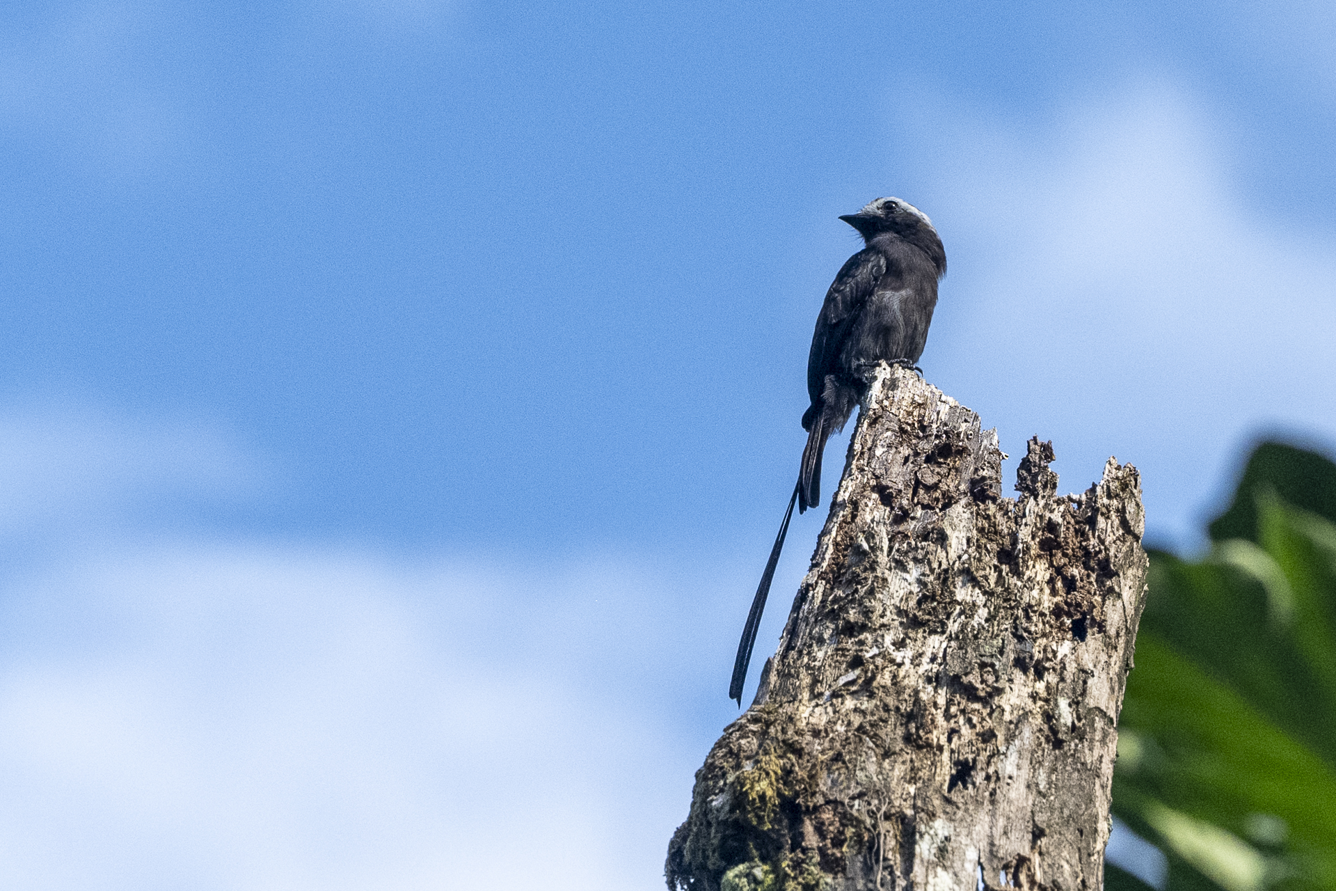 Weißkappen-Schleppentyrann, Long-tailed Tyrant, Colonia colonus-2