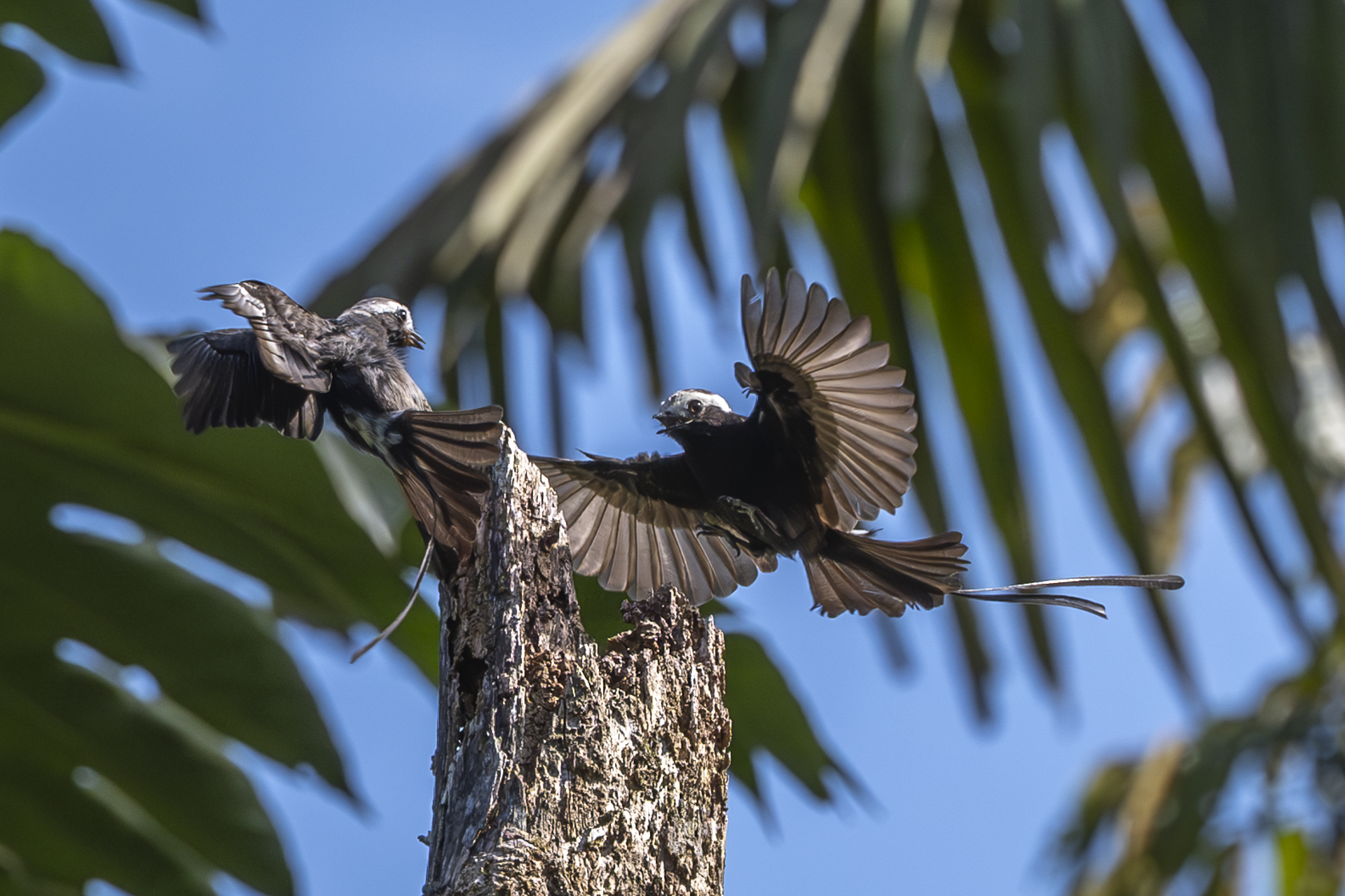 Weißkappen-Schleppentyrann, Long-tailed Tyrant, Colonia colonus