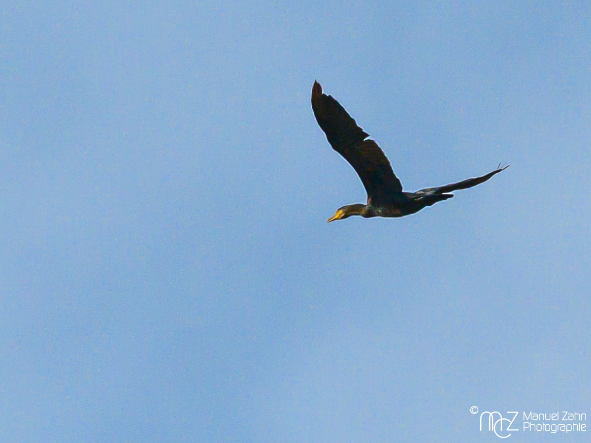Kormoran - Phalacrocorax carbo - Great Cormorant