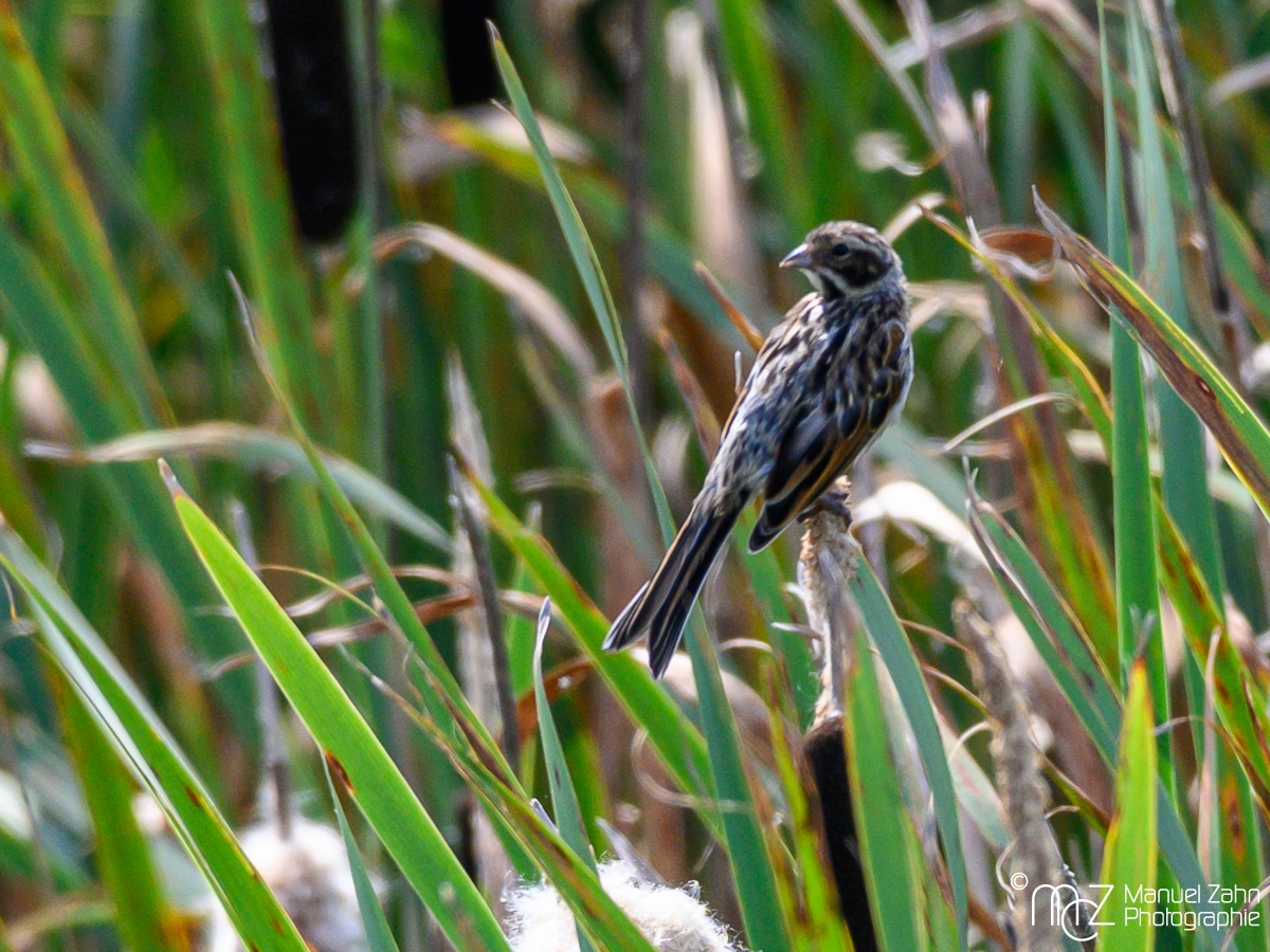 Rohrammer - Emberiza schoeniclus - Common Reed Bunting