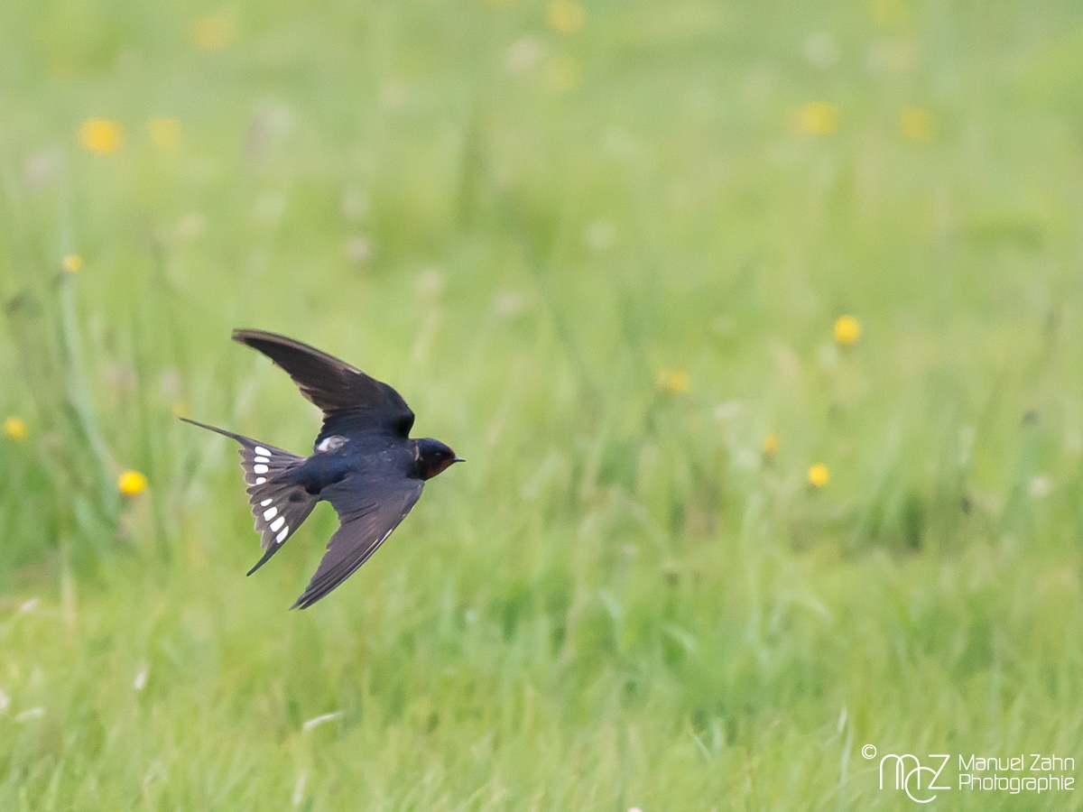 Rauchschwalbe - Hirunda rustica - Barn Swallow