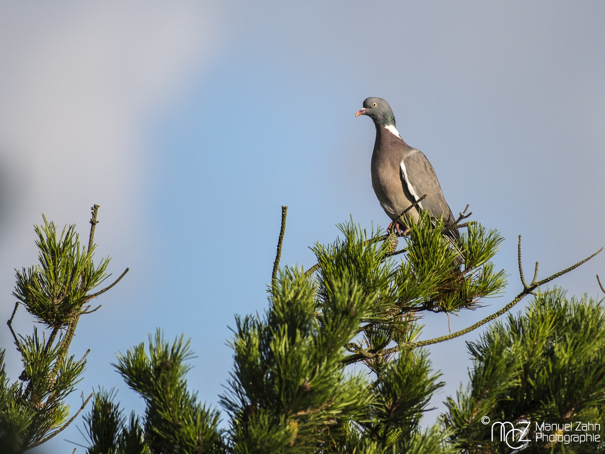 Ringeltaube  - Columba palumbus - Common wood pigeon