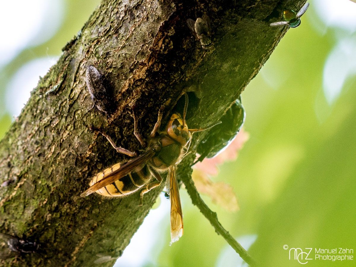 Hornisse am Ast - Vespa crabro - European hornet
