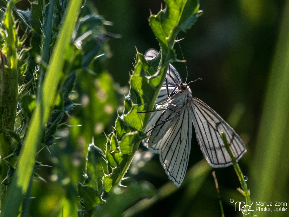 Hartheu-Spanner - Siona lineata - Black-veined moth