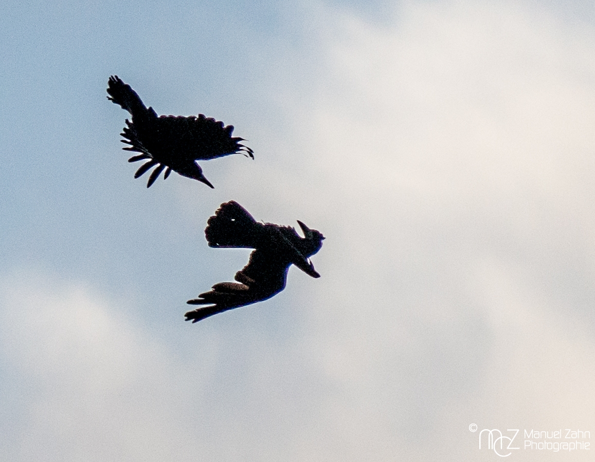 Saatkrähen Attacke - Corvus frugilegus - Rook