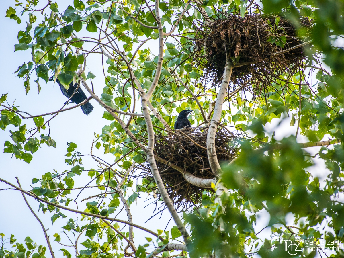 Saatkrähen am Nest - Corvus frugilegus - Rook