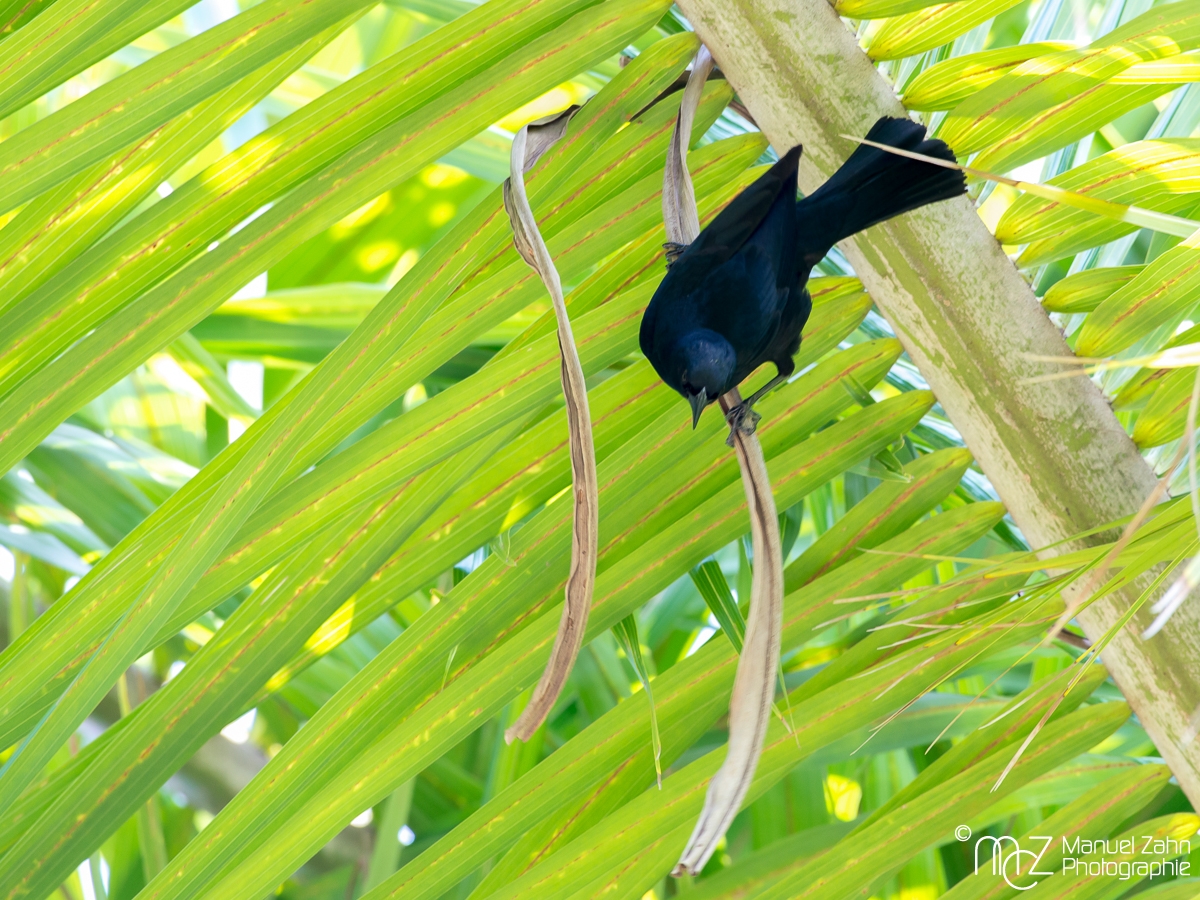 Cuban Blackbird - Ptiloxena atroviolacea