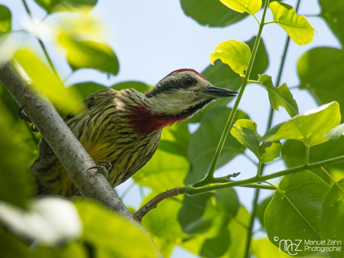 Cuban Green Woodpecker - Xiphidiopicus percussus