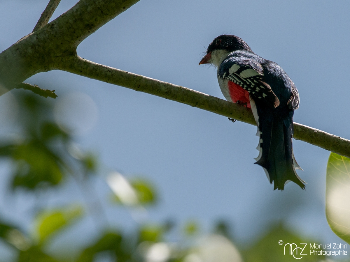 Cuban_Trogon-04